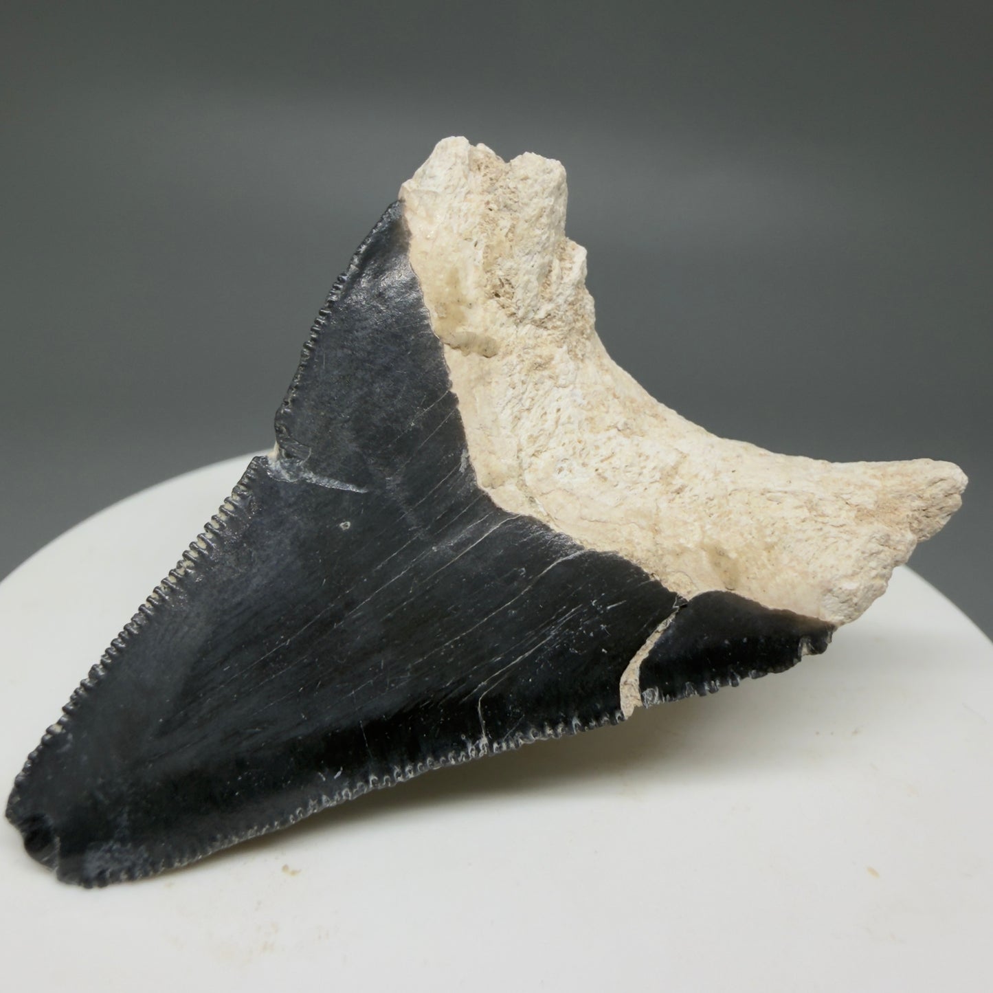 Back RIght View Affordable 2.08" Fossil Megalodon Shark Tooth - Bone Valley, Florida CM6201