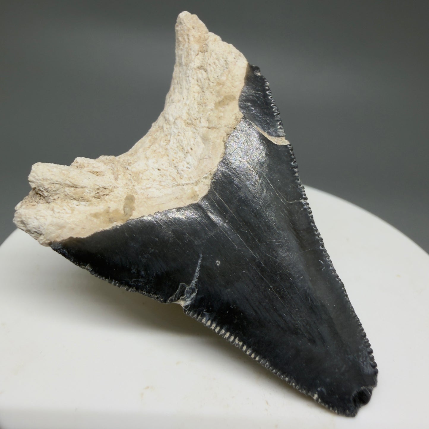 Back Left View Affordable 2.08" Fossil Megalodon Shark Tooth - Bone Valley, Florida CM6201