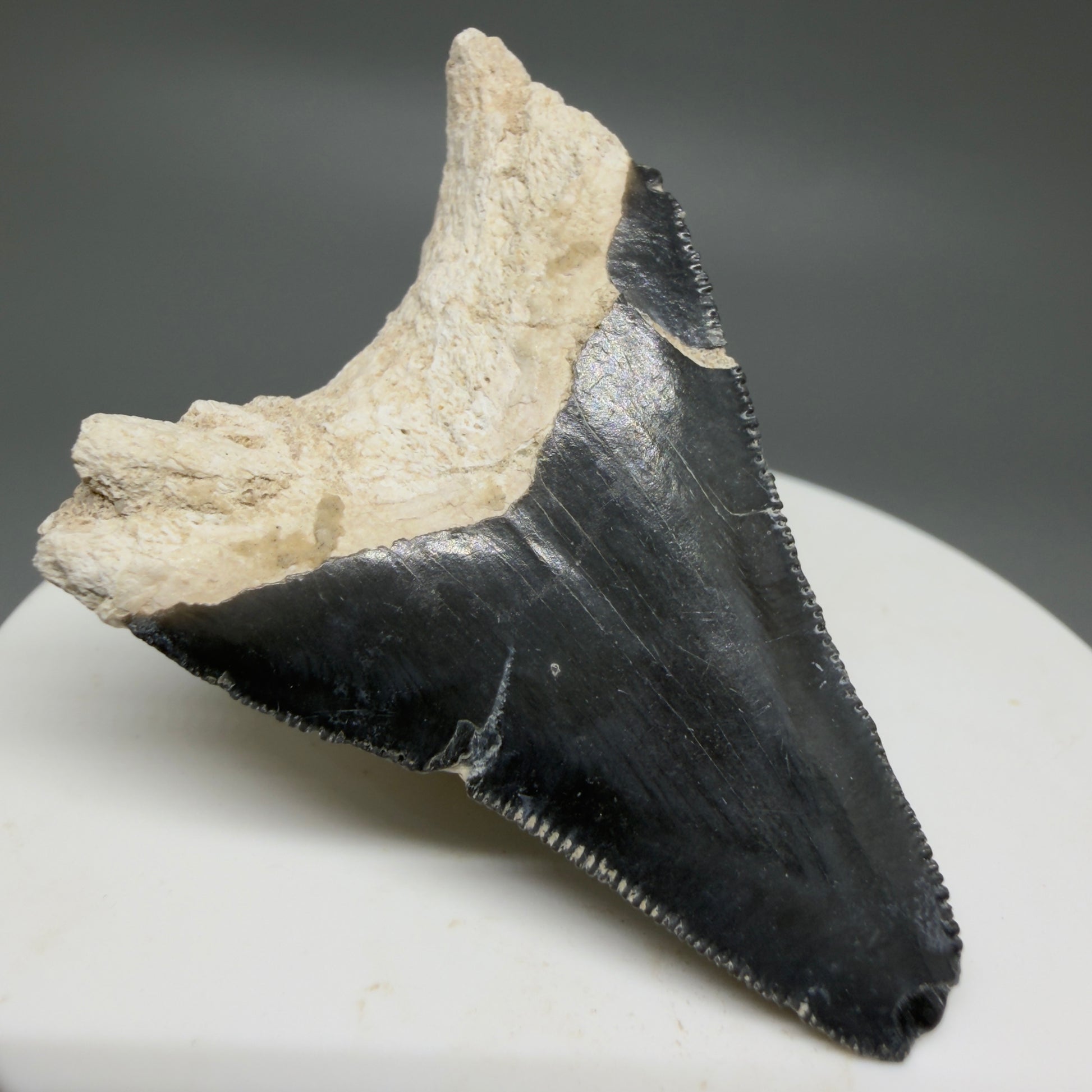 Back Left View Affordable 2.08" Fossil Megalodon Shark Tooth - Bone Valley, Florida CM6201