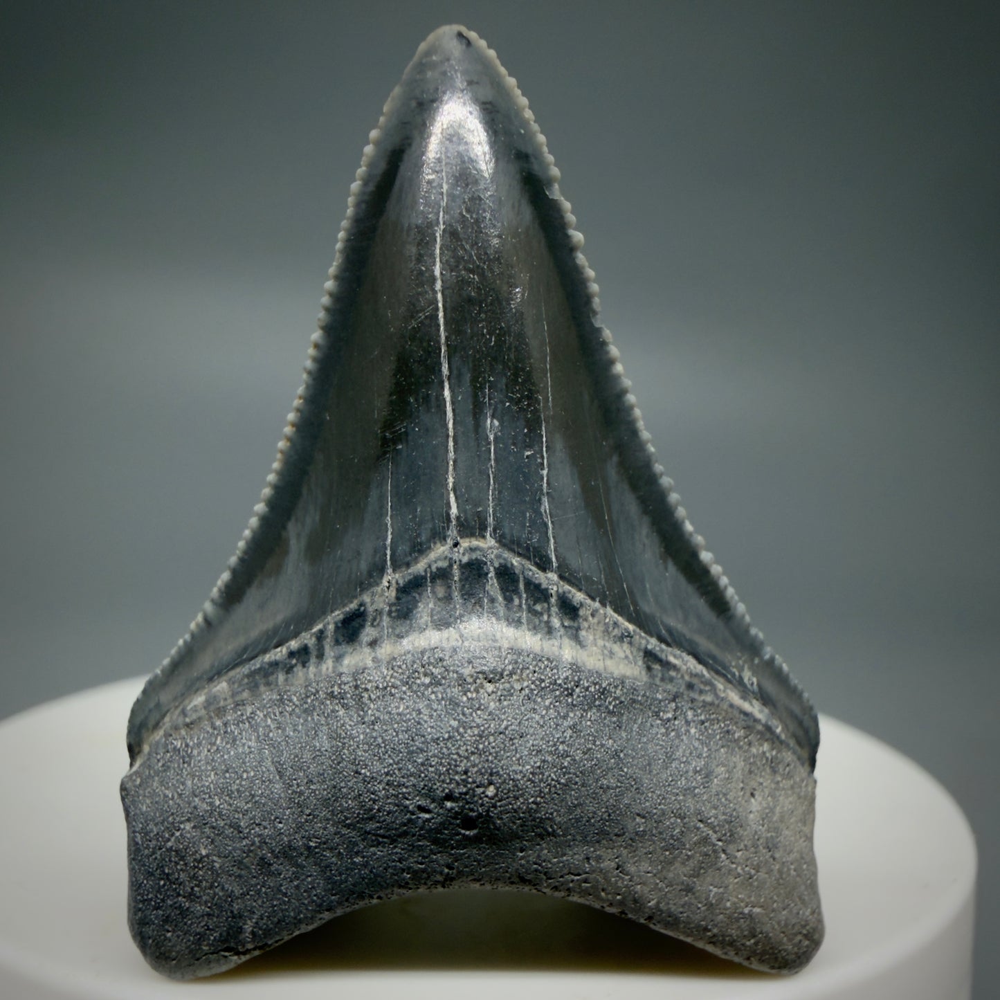 Front View Dark colors, serrated 1.70" Fossil Megalodon Shark Tooth - Bone Valley, Florida CM6202