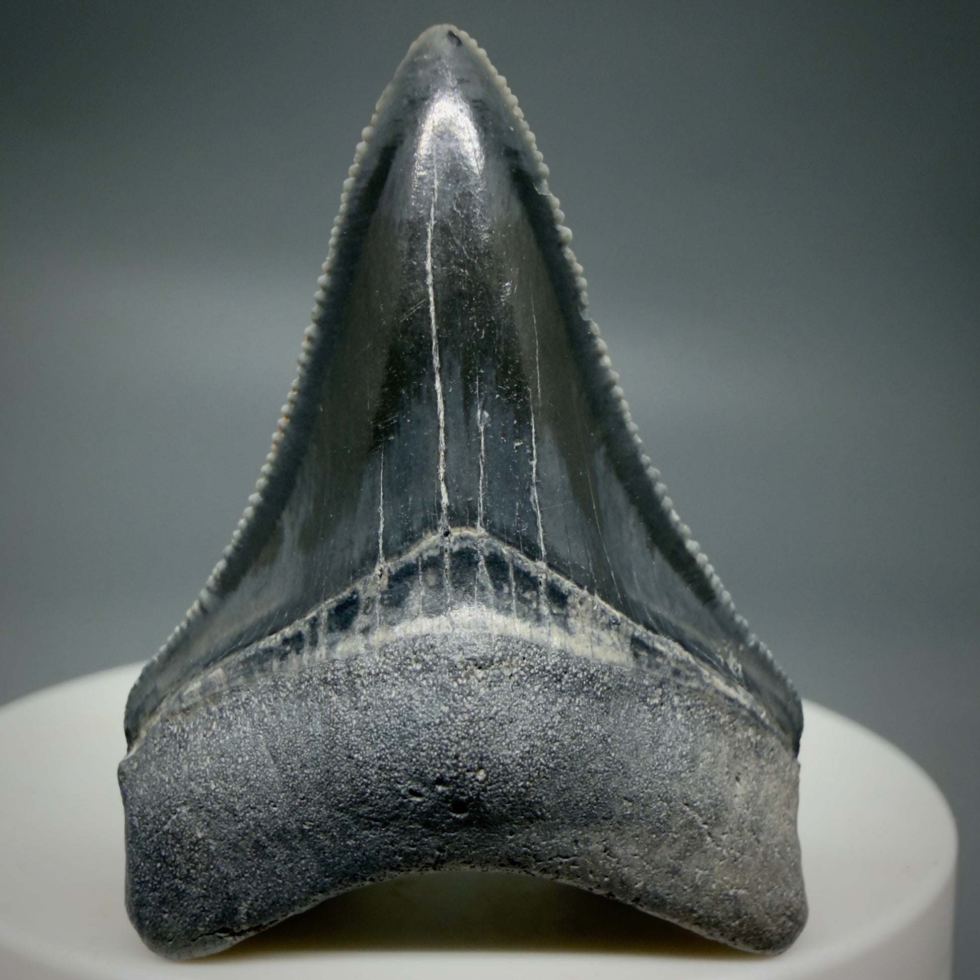 Front View Dark colors, serrated 1.70" Fossil Megalodon Shark Tooth - Bone Valley, Florida CM6202