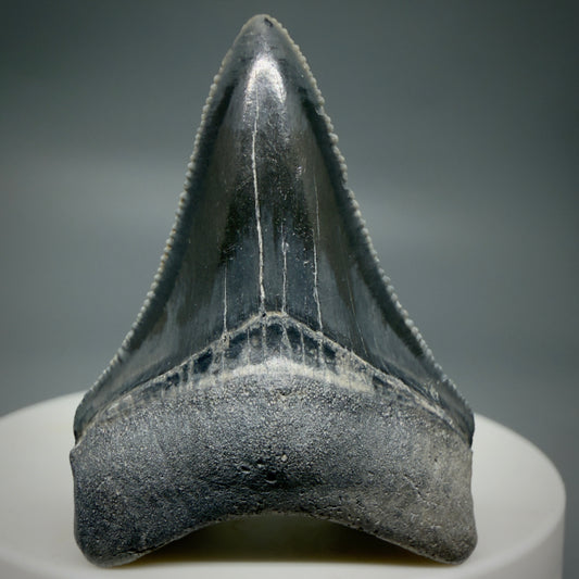 Front View Dark colors, serrated 1.70" Fossil Megalodon Shark Tooth - Bone Valley, Florida CM6202