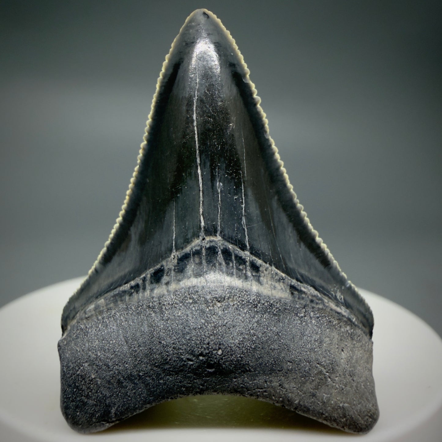 Front View Dark colors, serrated 1.70" Fossil Megalodon Shark Tooth - Bone Valley, Florida CM6202 - 4