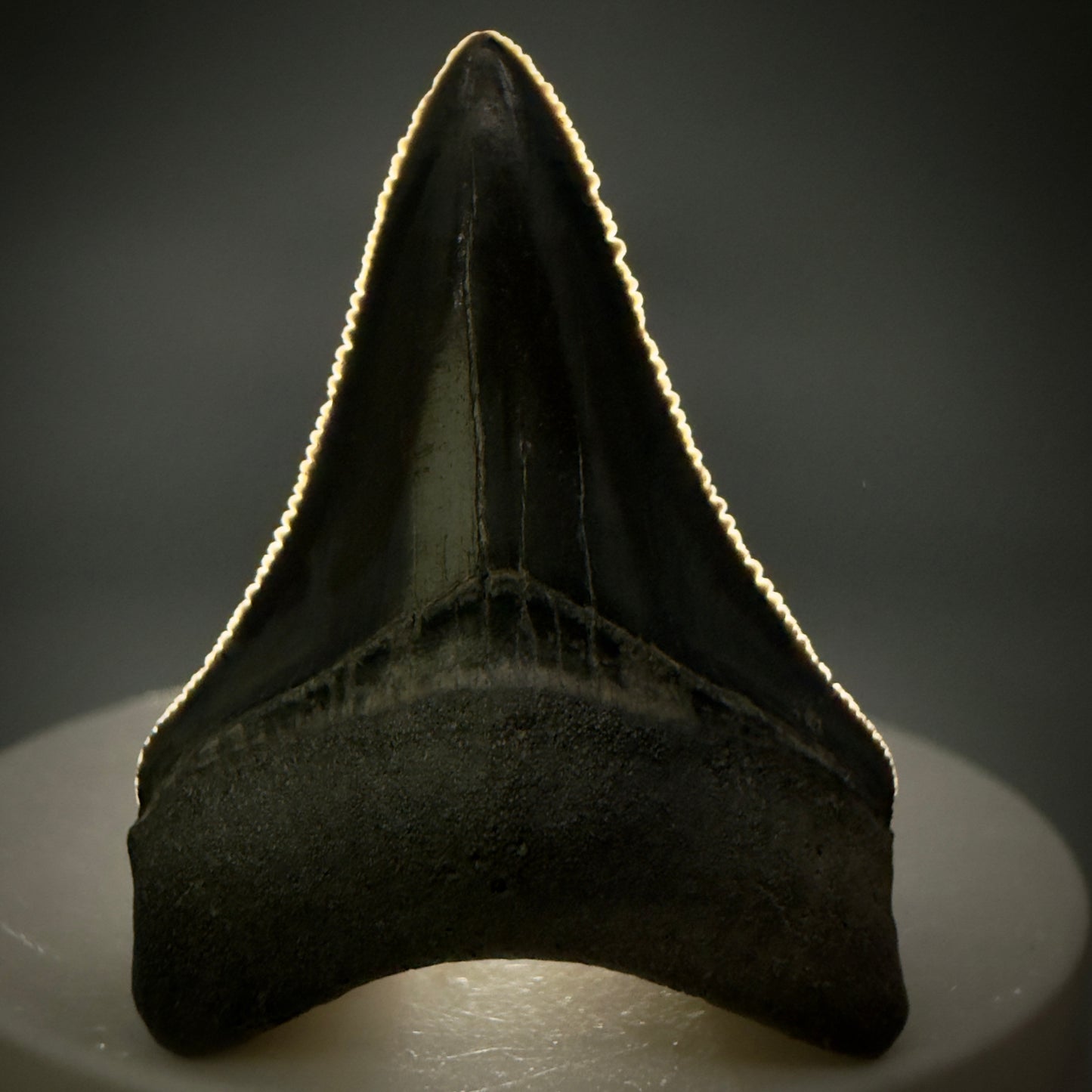 Front View Dark colors, serrated 1.70" Fossil Megalodon Shark Tooth - Bone Valley, Florida CM6202 - 2