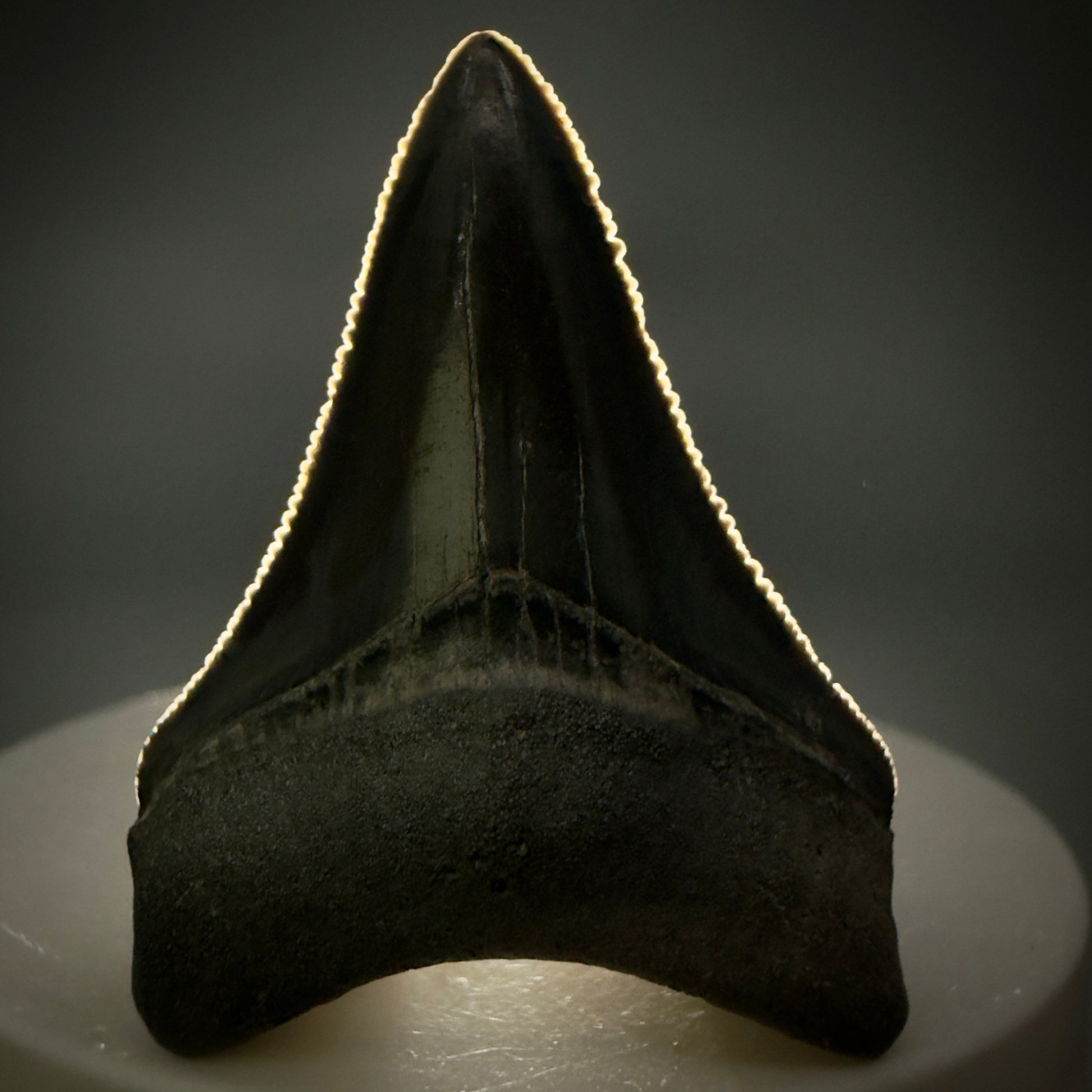 Front View Dark colors, serrated 1.70" Fossil Megalodon Shark Tooth - Bone Valley, Florida CM6202 - 2