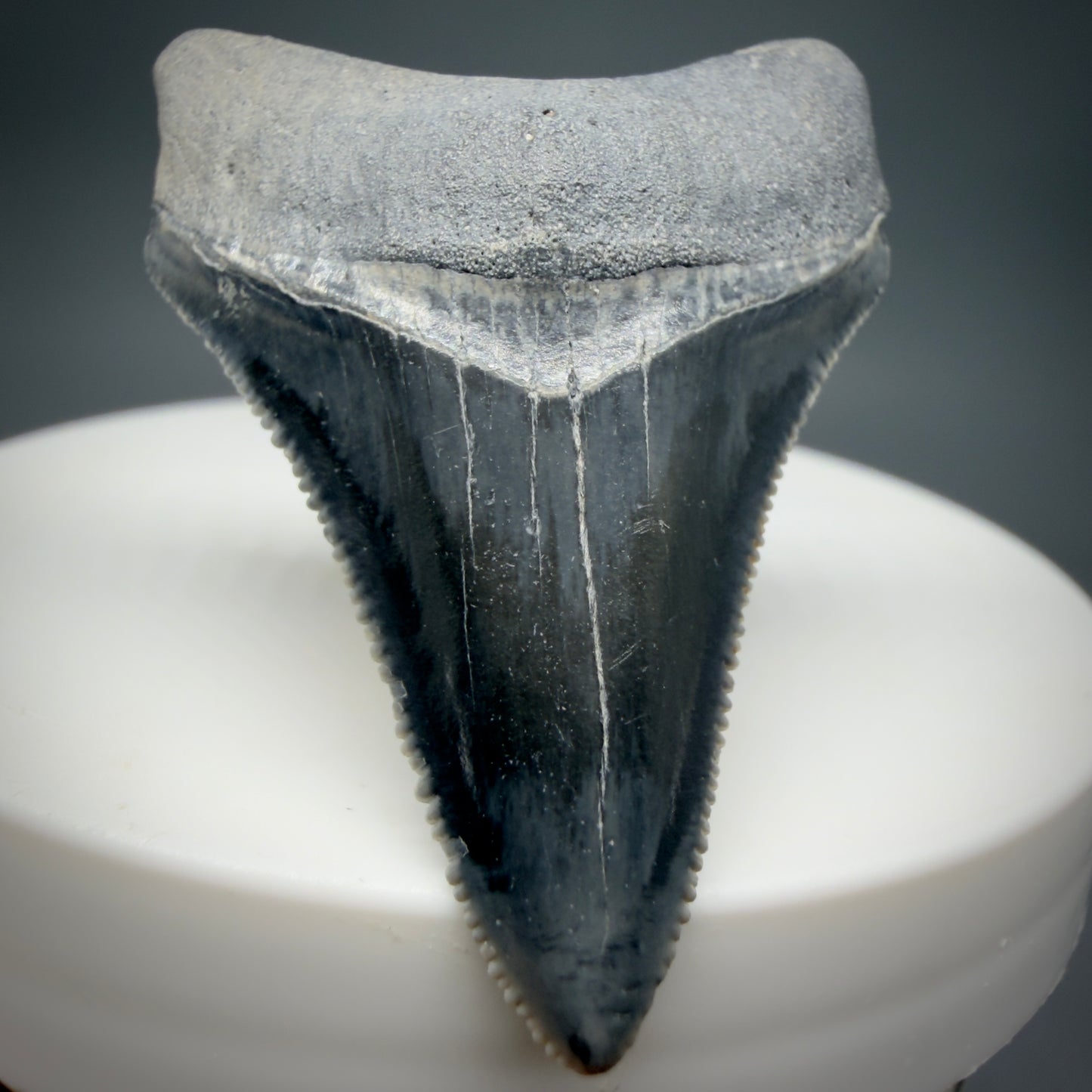 Front View Dark colors, serrated 1.70" Fossil Megalodon Shark Tooth - Bone Valley, Florida CM6202 - 3
