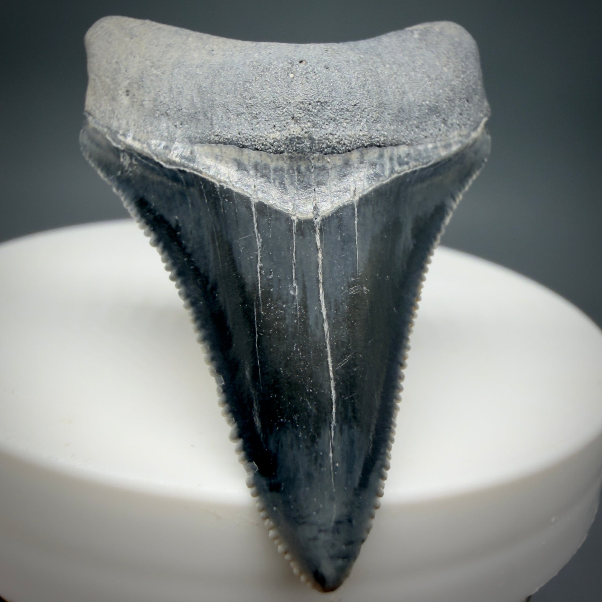 Front View Dark colors, serrated 1.70" Fossil Megalodon Shark Tooth - Bone Valley, Florida CM6202 - 3