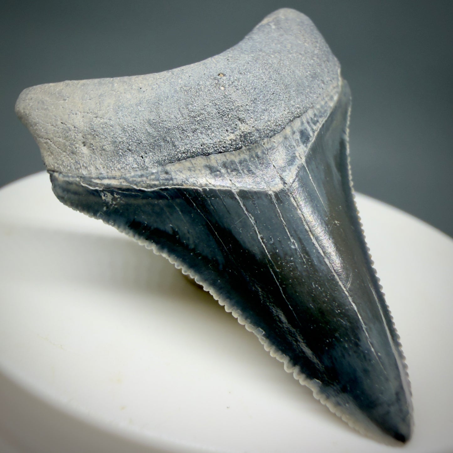 Front Left View Dark colors, serrated 1.70" Fossil Megalodon Shark Tooth - Bone Valley, Florida CM6202