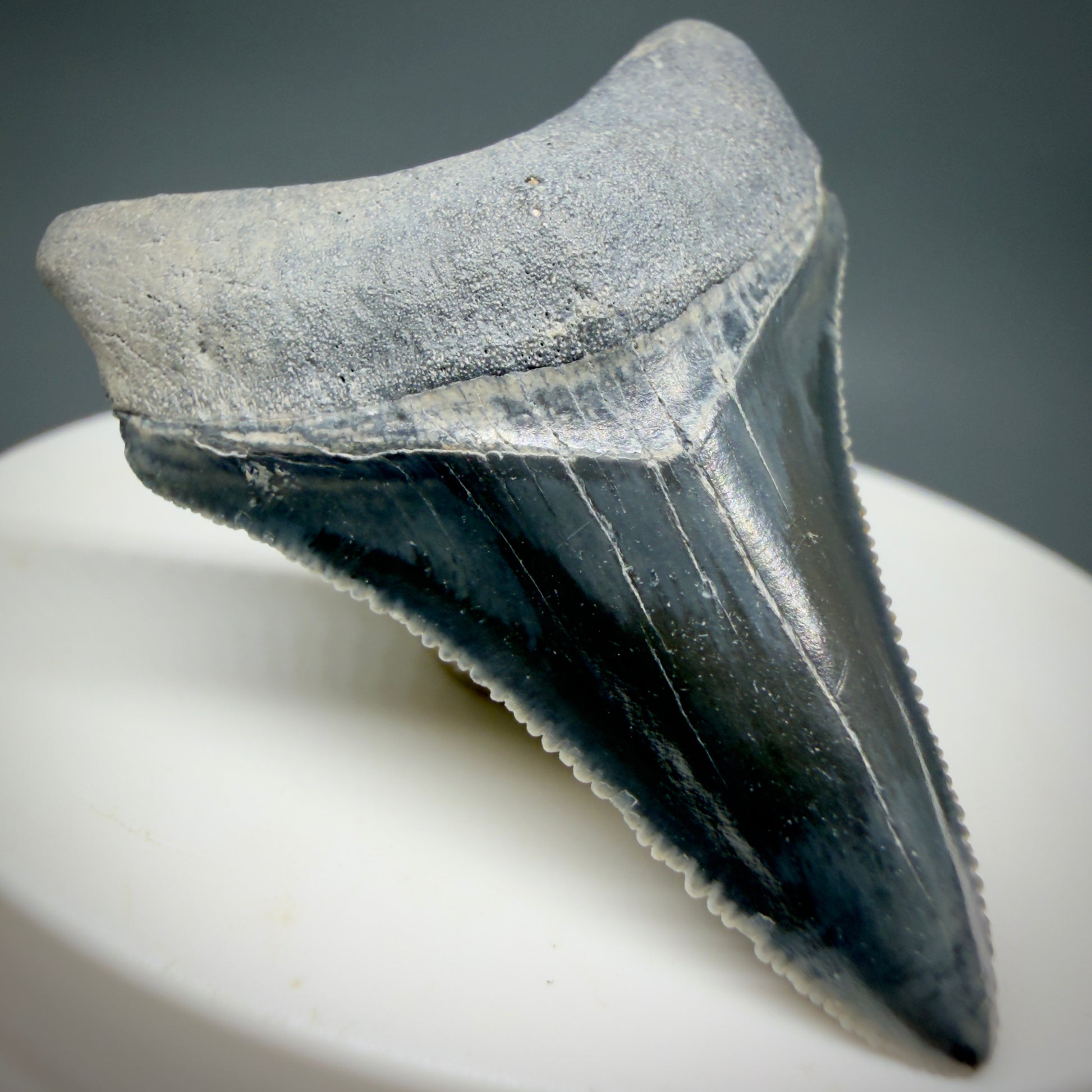 Front Left View Dark colors, serrated 1.70" Fossil Megalodon Shark Tooth - Bone Valley, Florida CM6202