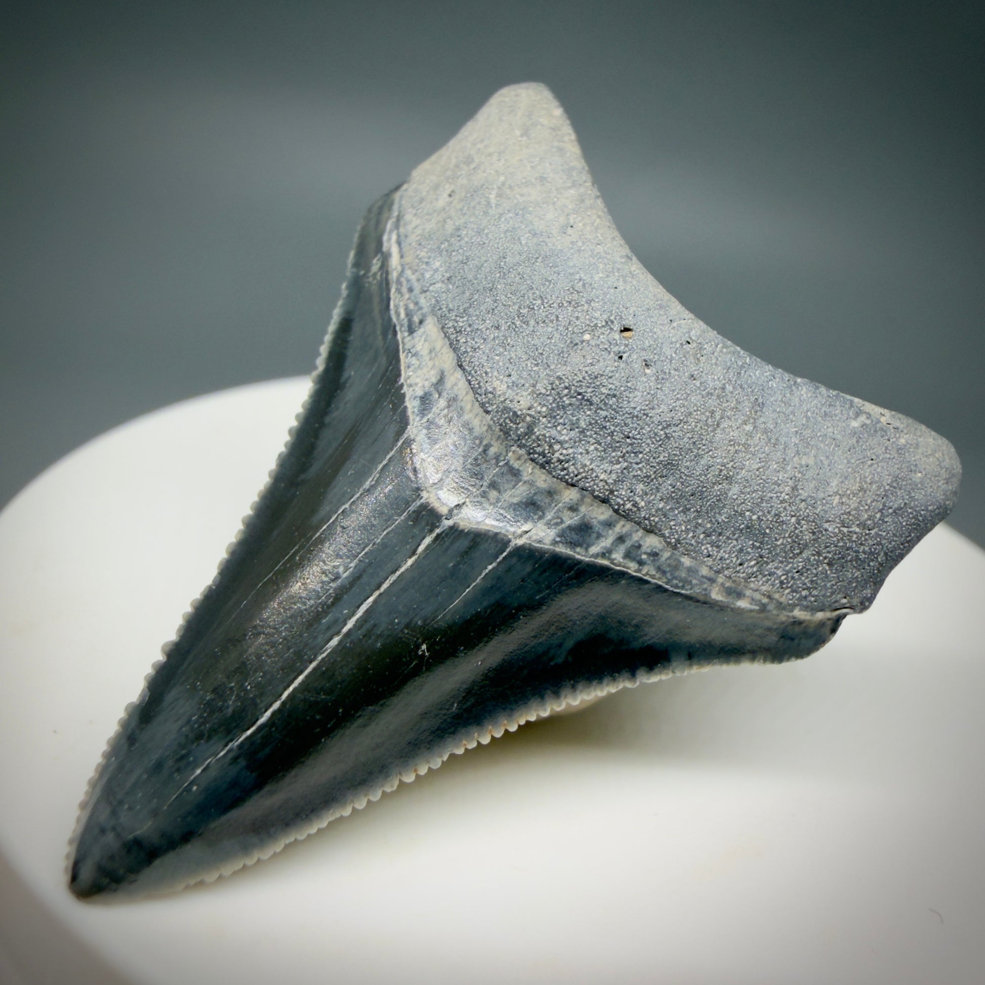 Front Right View Dark colors, serrated 1.70" Fossil Megalodon Shark Tooth - Bone Valley, Florida CM6202