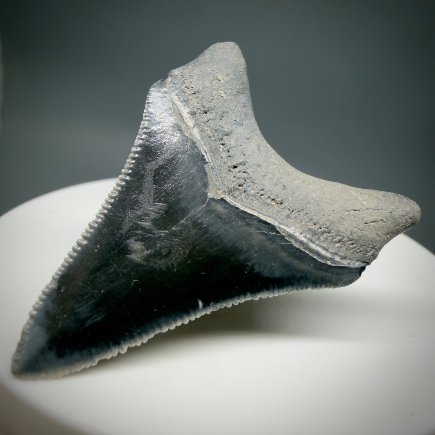 Back Right View Dark colors, serrated 1.70" Fossil Megalodon Shark Tooth - Bone Valley, Florida CM6202