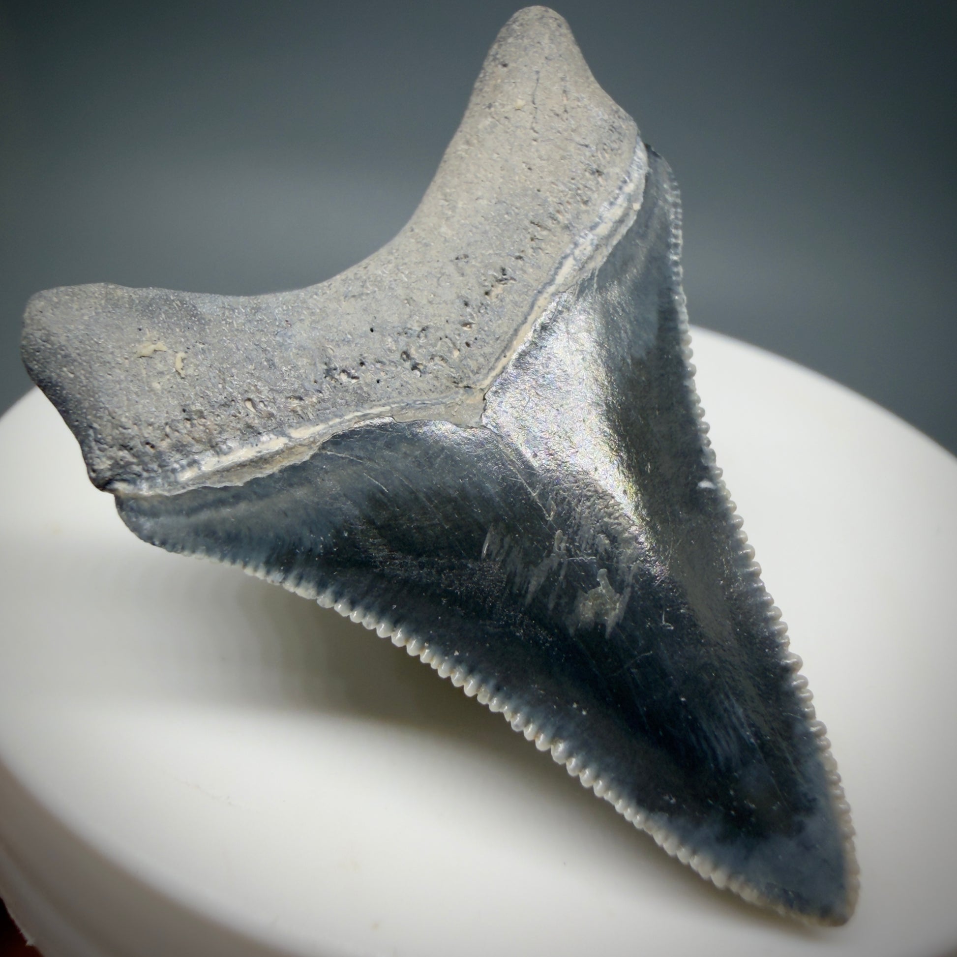 Back Left View Dark colors, serrated 1.70" Fossil Megalodon Shark Tooth - Bone Valley, Florida CM6202