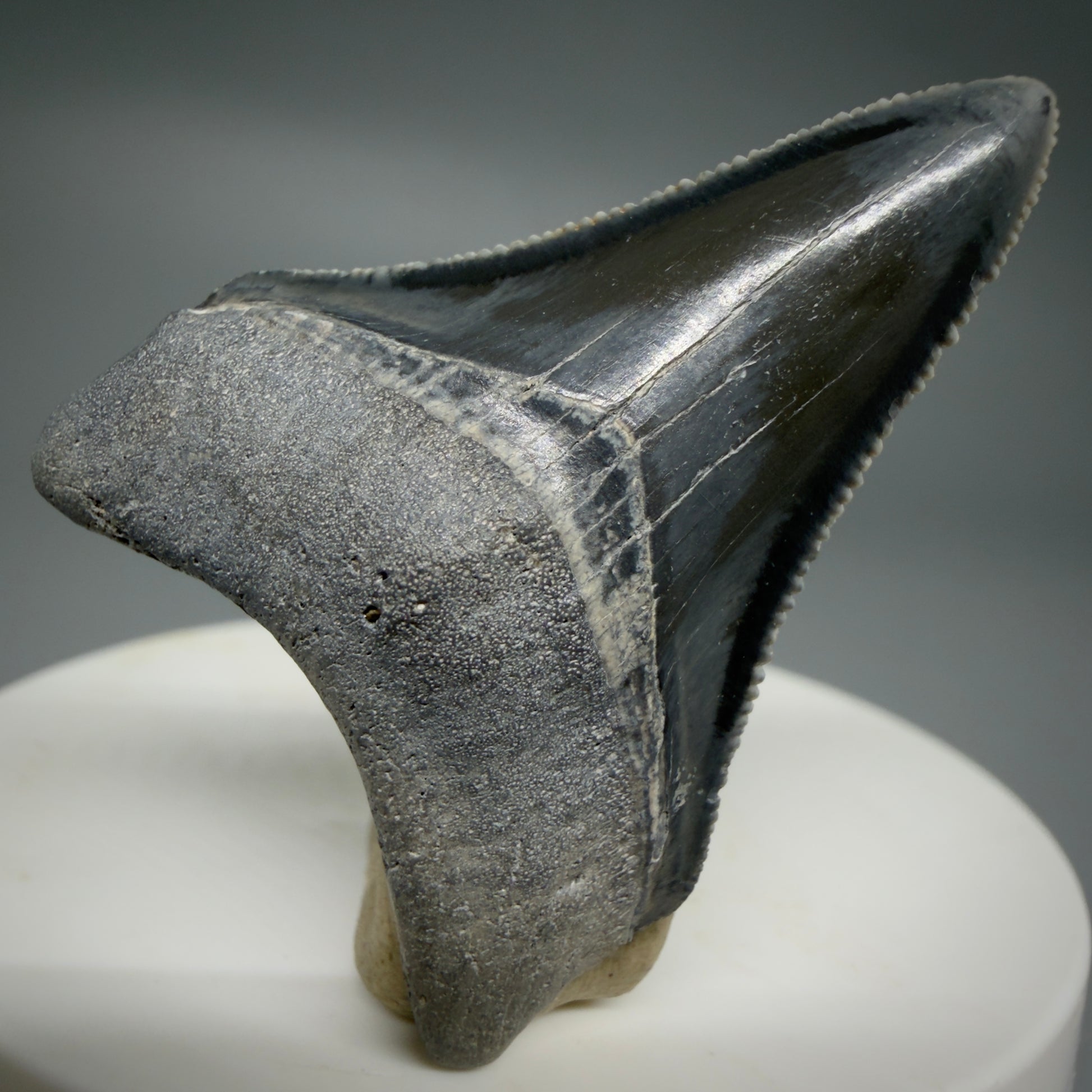 Front View Dark colors, serrated 1.70" Fossil Megalodon Shark Tooth - Bone Valley, Florida CM6202 - 1