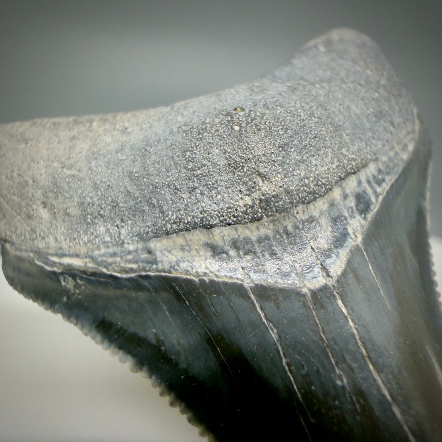 Detail of bourlette View Dark colors, serrated 1.70" Fossil Megalodon Shark Tooth - Bone Valley, Florida CM6202