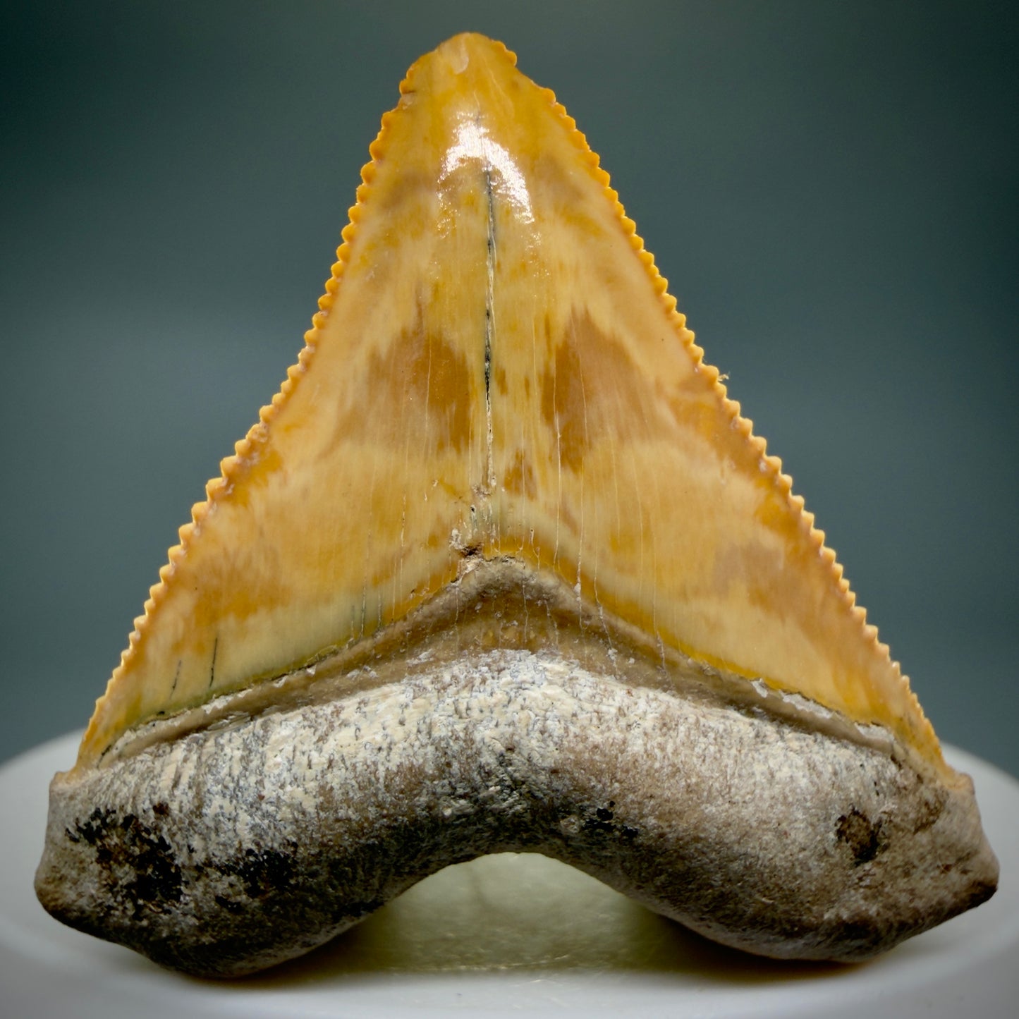 Front View Heart-shaped, anterior baby 1.59" Fossil Megalodon Shark Tooth - Bone Valley, Florida CM6204 - 3