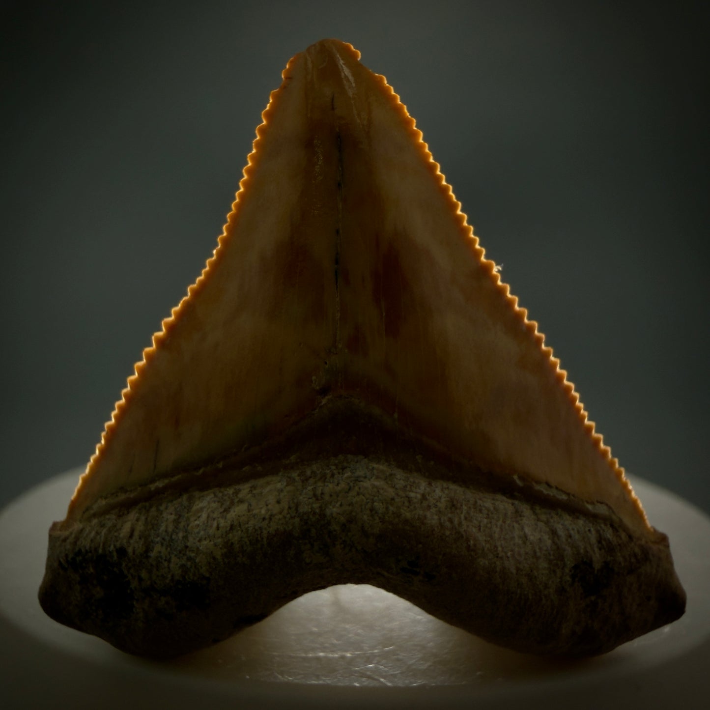 Front View Heart-shaped, anterior baby 1.59" Fossil Megalodon Shark Tooth - Bone Valley, Florida CM6204 - 2