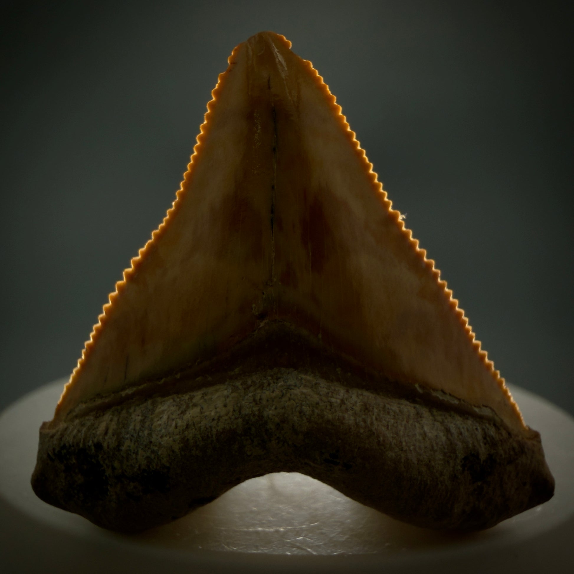 Front View Heart-shaped, anterior baby 1.59" Fossil Megalodon Shark Tooth - Bone Valley, Florida CM6204 - 2