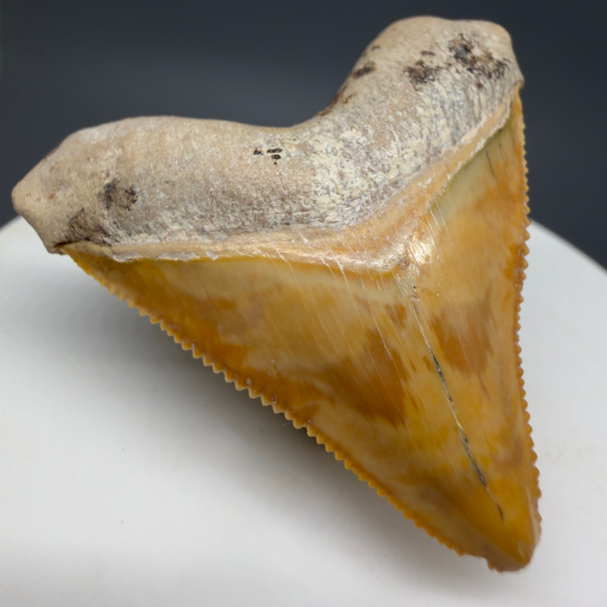 Front Left View Heart-shaped, anterior baby 1.59" Fossil Megalodon Shark Tooth - Bone Valley, Florida CM6204