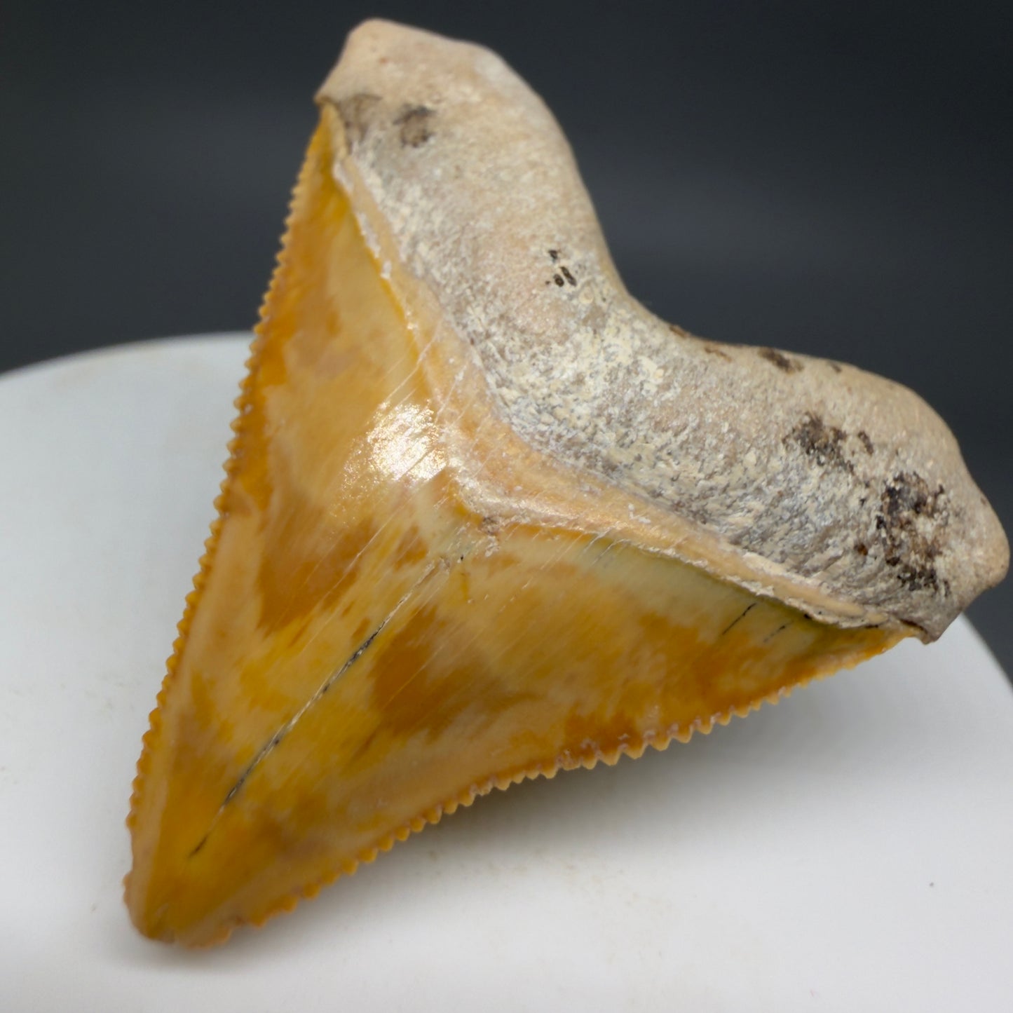 Front Right View Heart-shaped, anterior baby 1.59" Fossil Megalodon Shark Tooth - Bone Valley, Florida CM6204