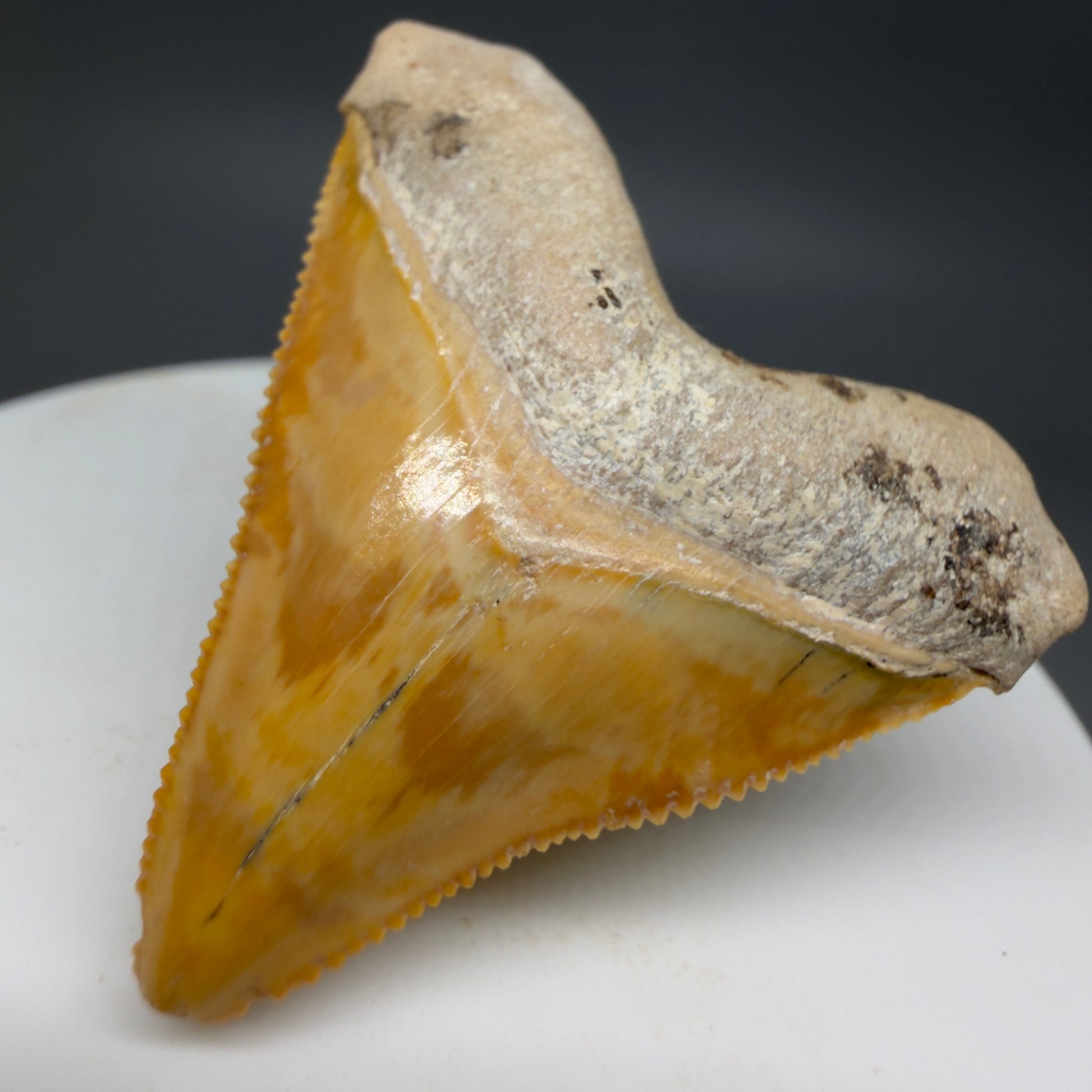 Front Right View Heart-shaped, anterior baby 1.59" Fossil Megalodon Shark Tooth - Bone Valley, Florida CM6204