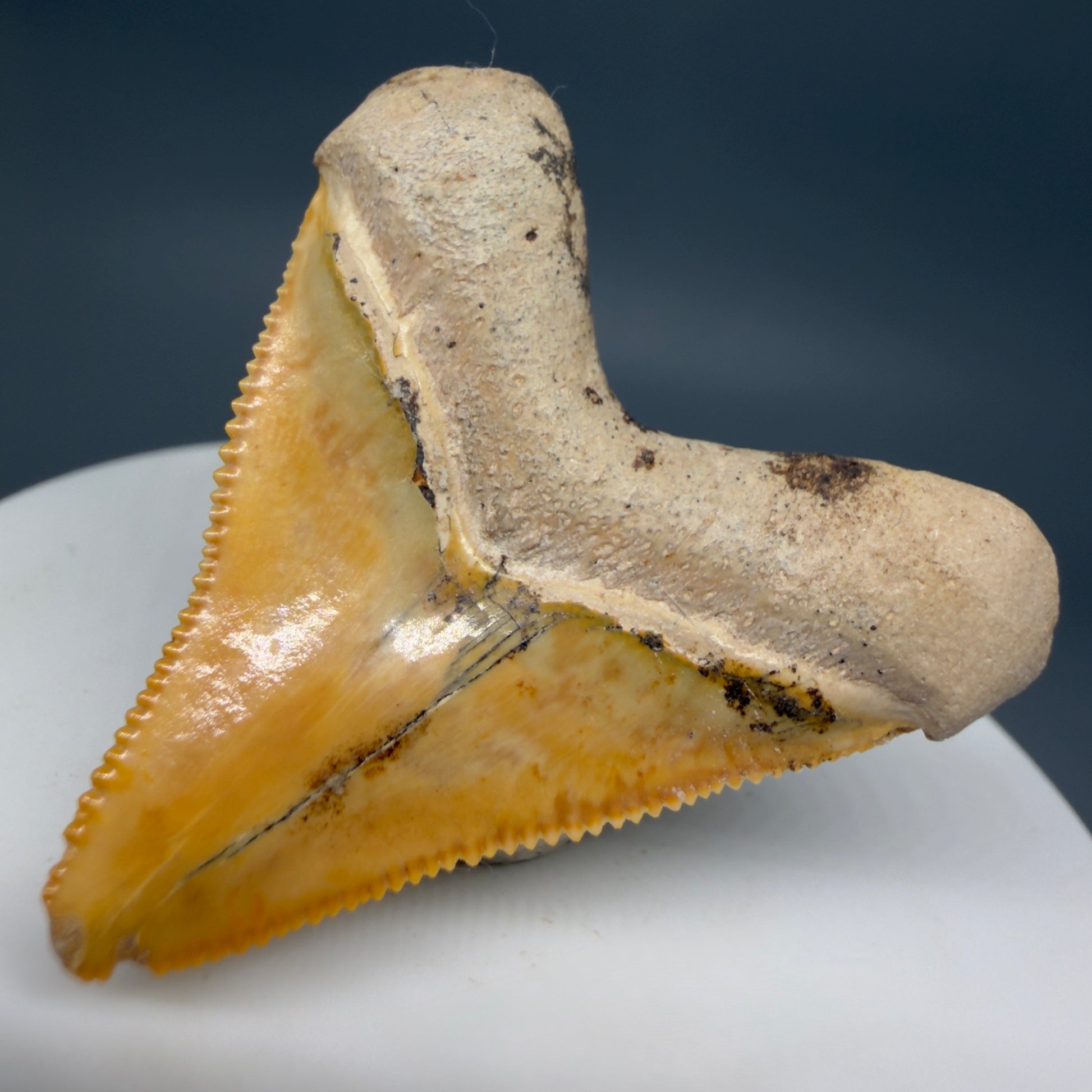 Back Right View Heart-shaped, anterior baby 1.59" Fossil Megalodon Shark Tooth - Bone Valley, Florida CM6204