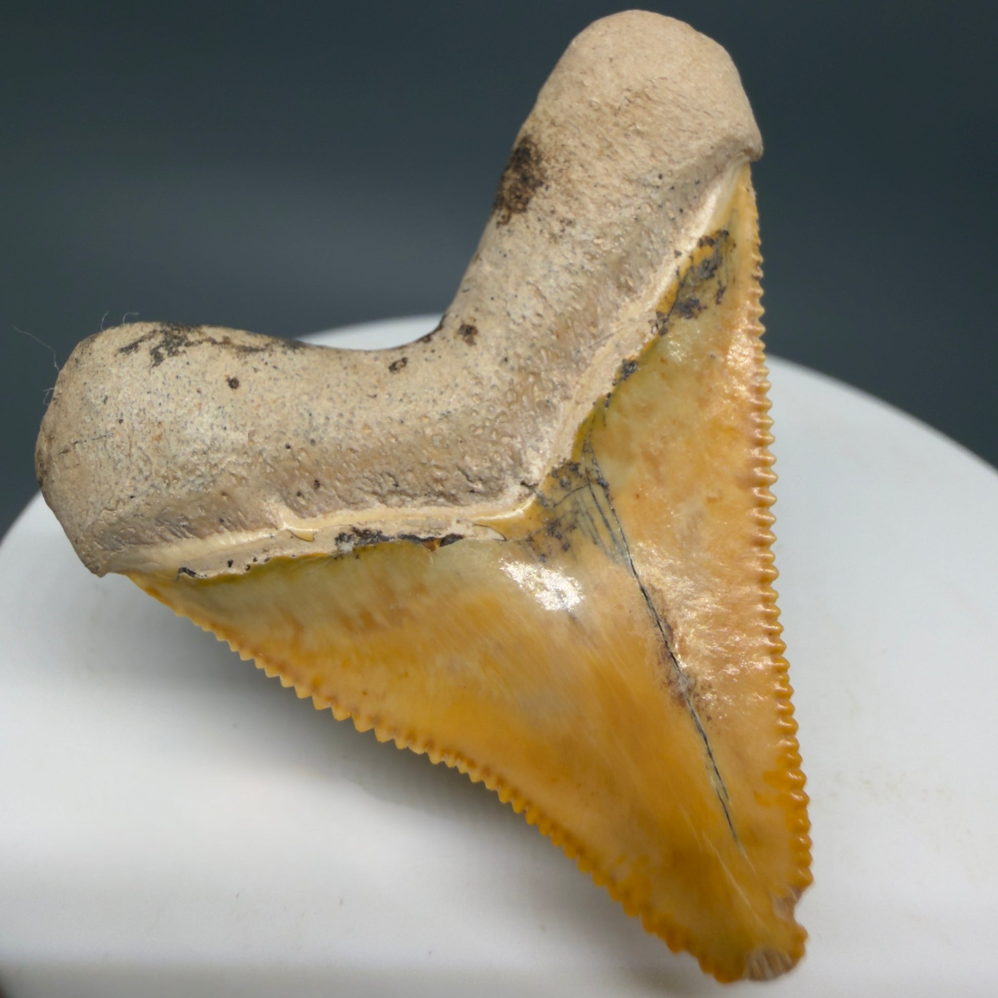 Back Left View Heart-shaped, anterior baby 1.59" Fossil Megalodon Shark Tooth - Bone Valley, Florida CM6204