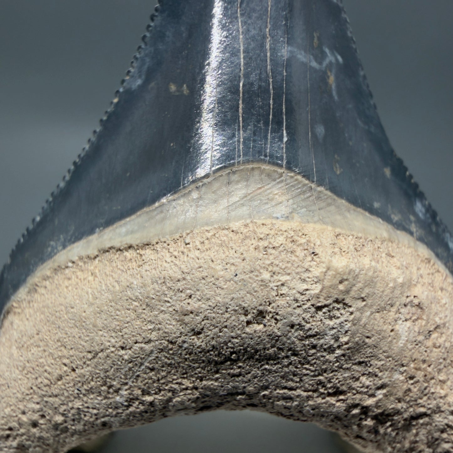 Bourlette detail Colorful, serrated 1.82" Fossil Megalodon Shark Tooth - Bone Valley, Florida CM6203