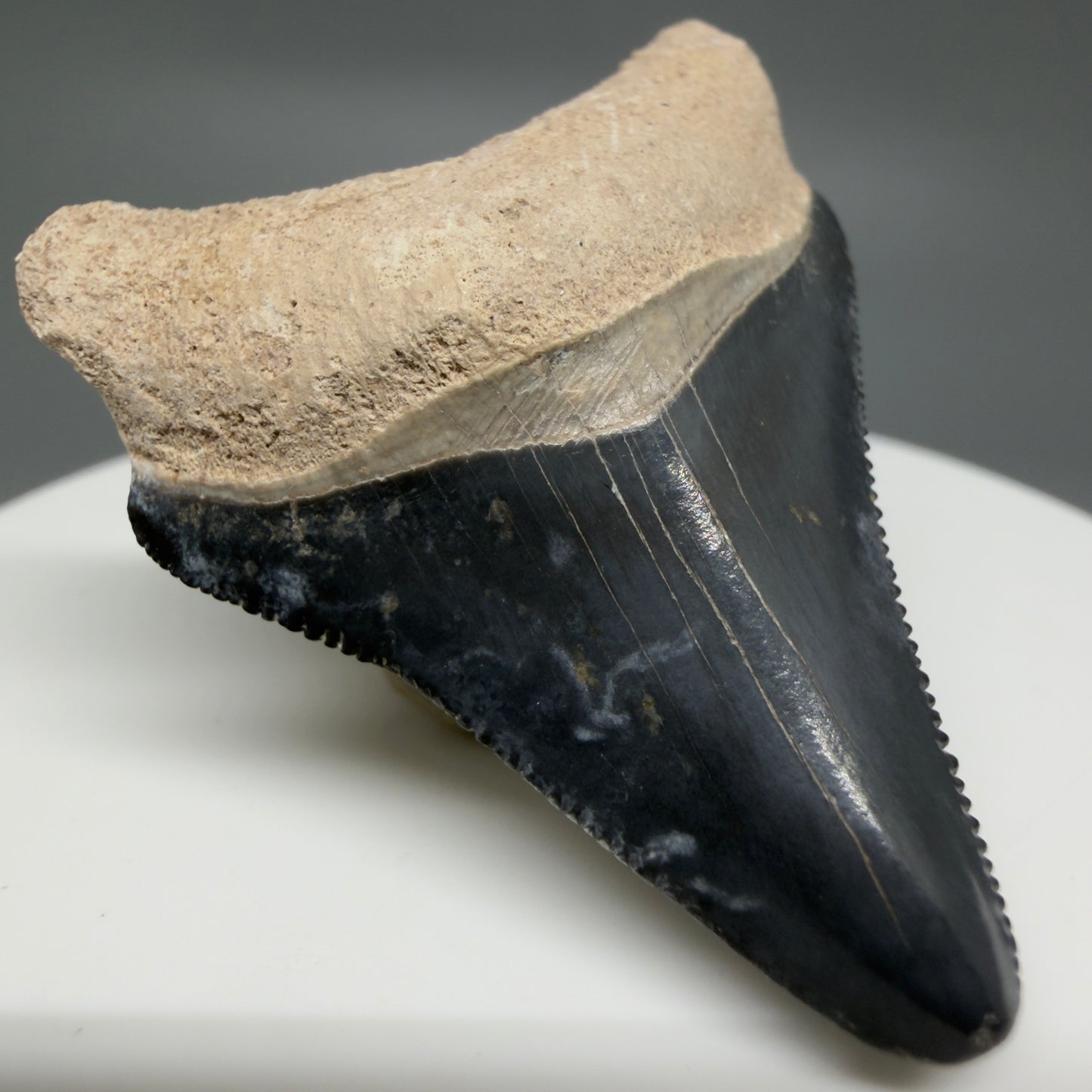 Front Left View Colorful, serrated 1.82" Fossil Megalodon Shark Tooth - Bone Valley, Florida CM6203