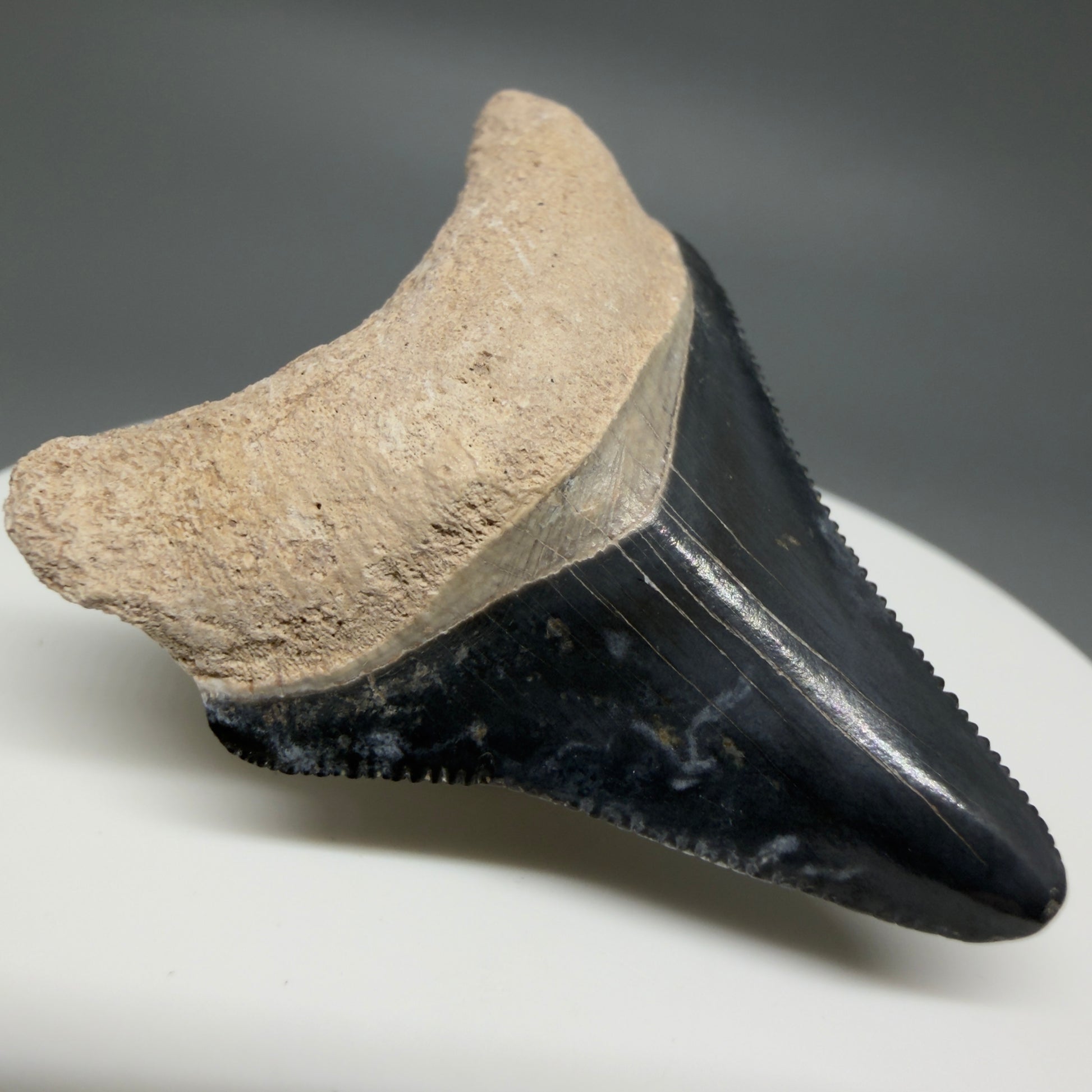 Front Left View Colorful, serrated 1.82" Fossil Megalodon Shark Tooth - Bone Valley, Florida CM6203 01