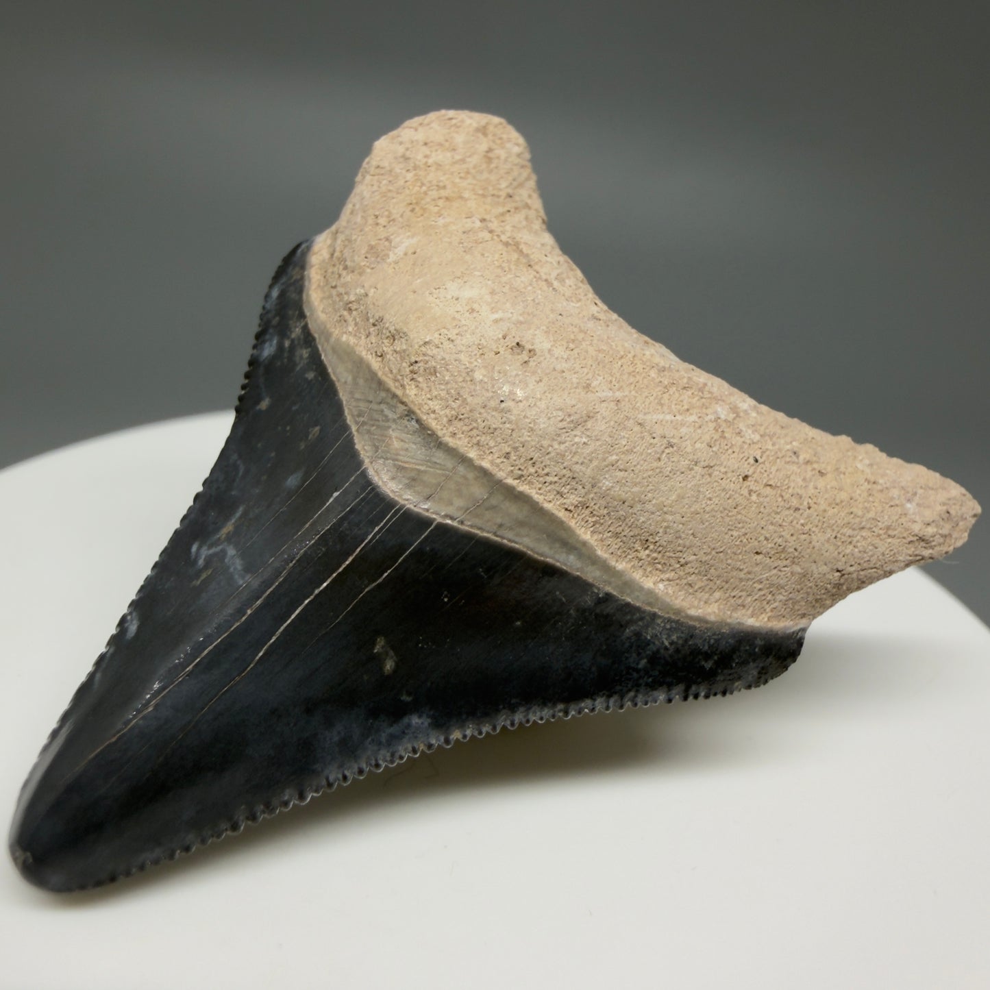 Front Right View Colorful, serrated 1.82" Fossil Megalodon Shark Tooth - Bone Valley, Florida CM6203