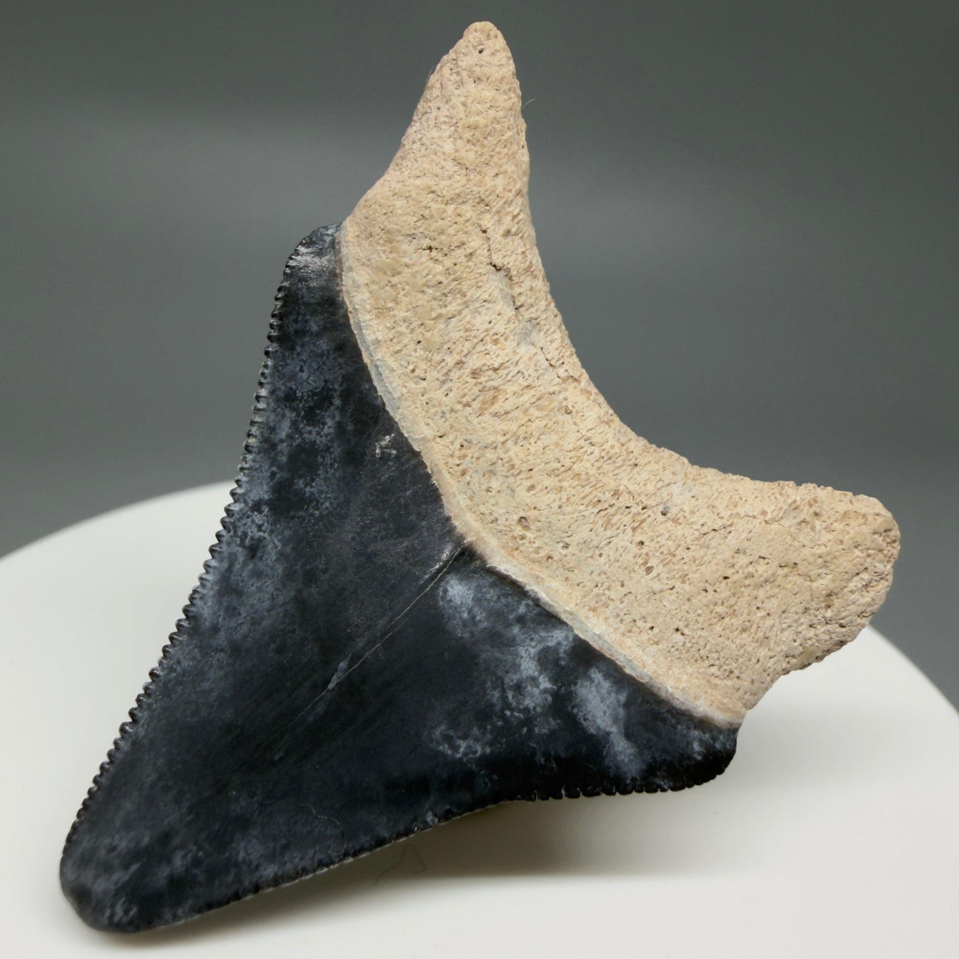 Back Right View Colorful, serrated 1.82" Fossil Megalodon Shark Tooth - Bone Valley, Florida CM6203