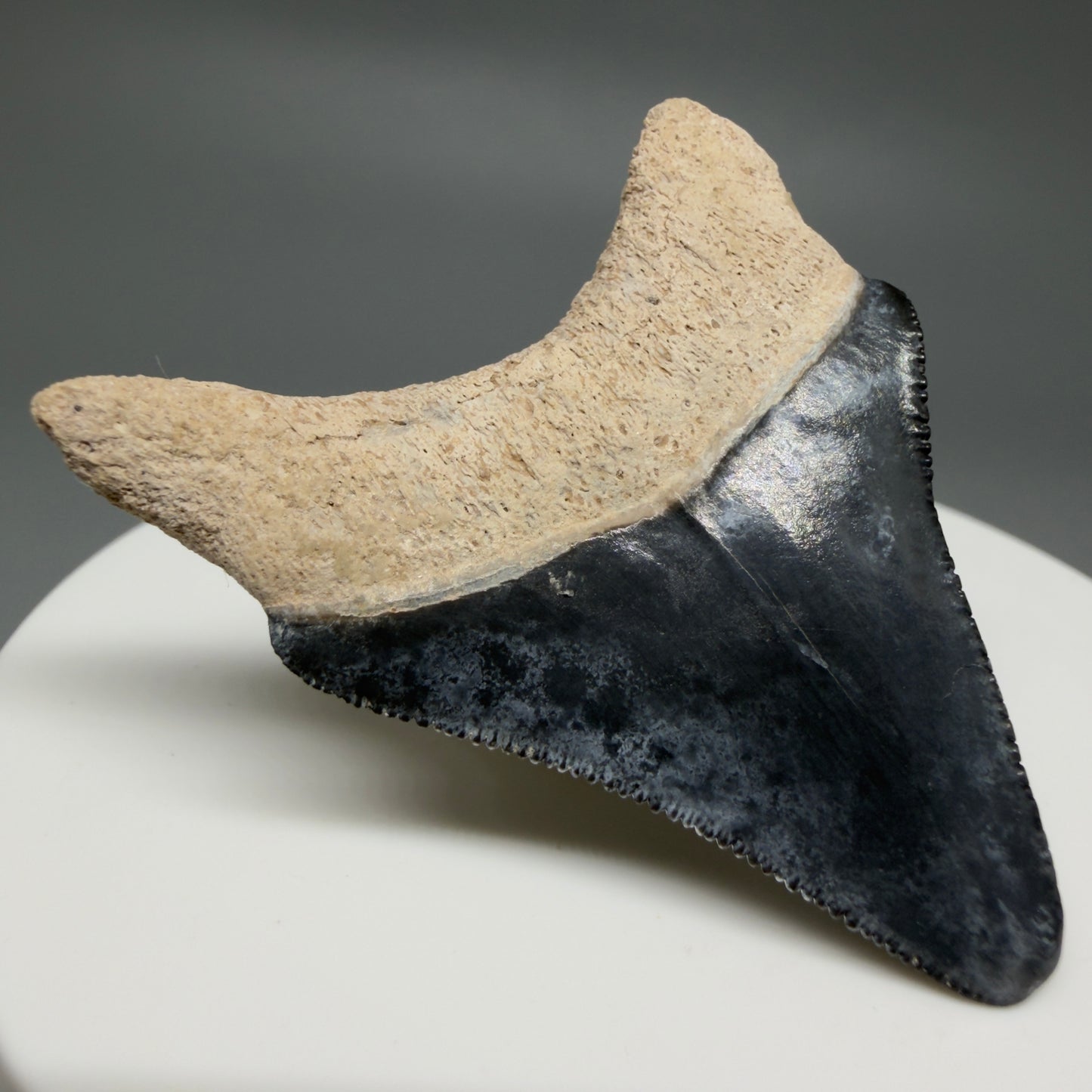 Back Left View Colorful, serrated 1.82" Fossil Megalodon Shark Tooth - Bone Valley, Florida CM6203