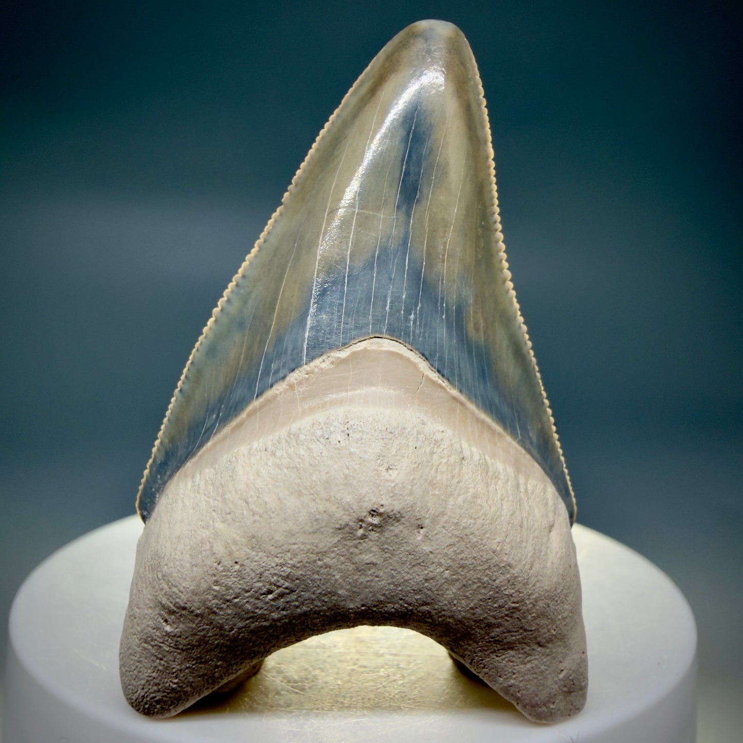 Front View Colorful, serrated 2.15" Fossil Megalodon Shark Tooth - Bone Valley, Florida CM6205 - 4