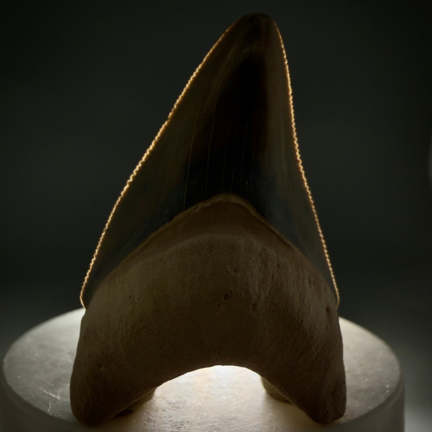 Front View Colorful, serrated 2.15" Fossil Megalodon Shark Tooth - Bone Valley, Florida CM6205 - 3