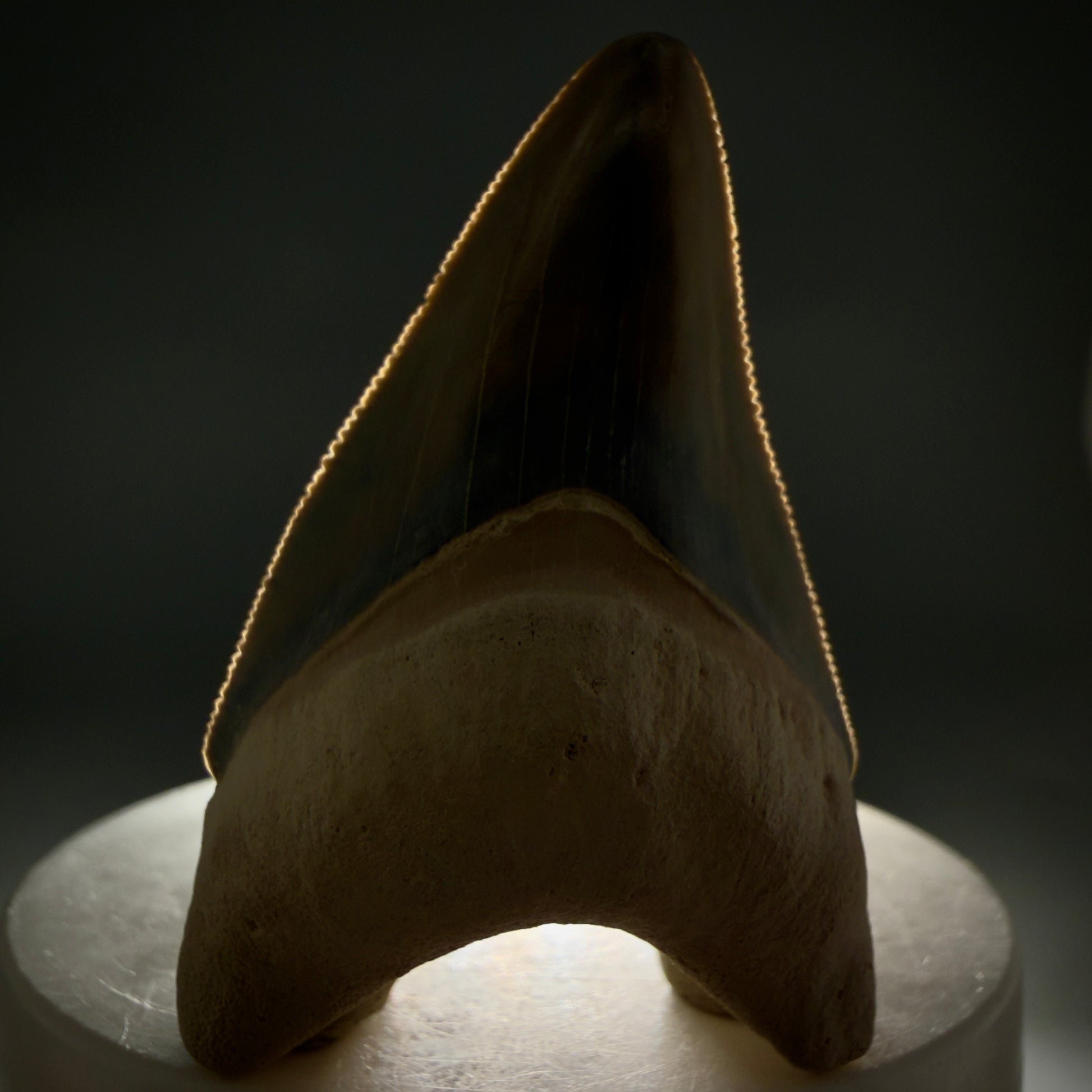 Front View Colorful, serrated 2.15" Fossil Megalodon Shark Tooth - Bone Valley, Florida CM6205 - 3