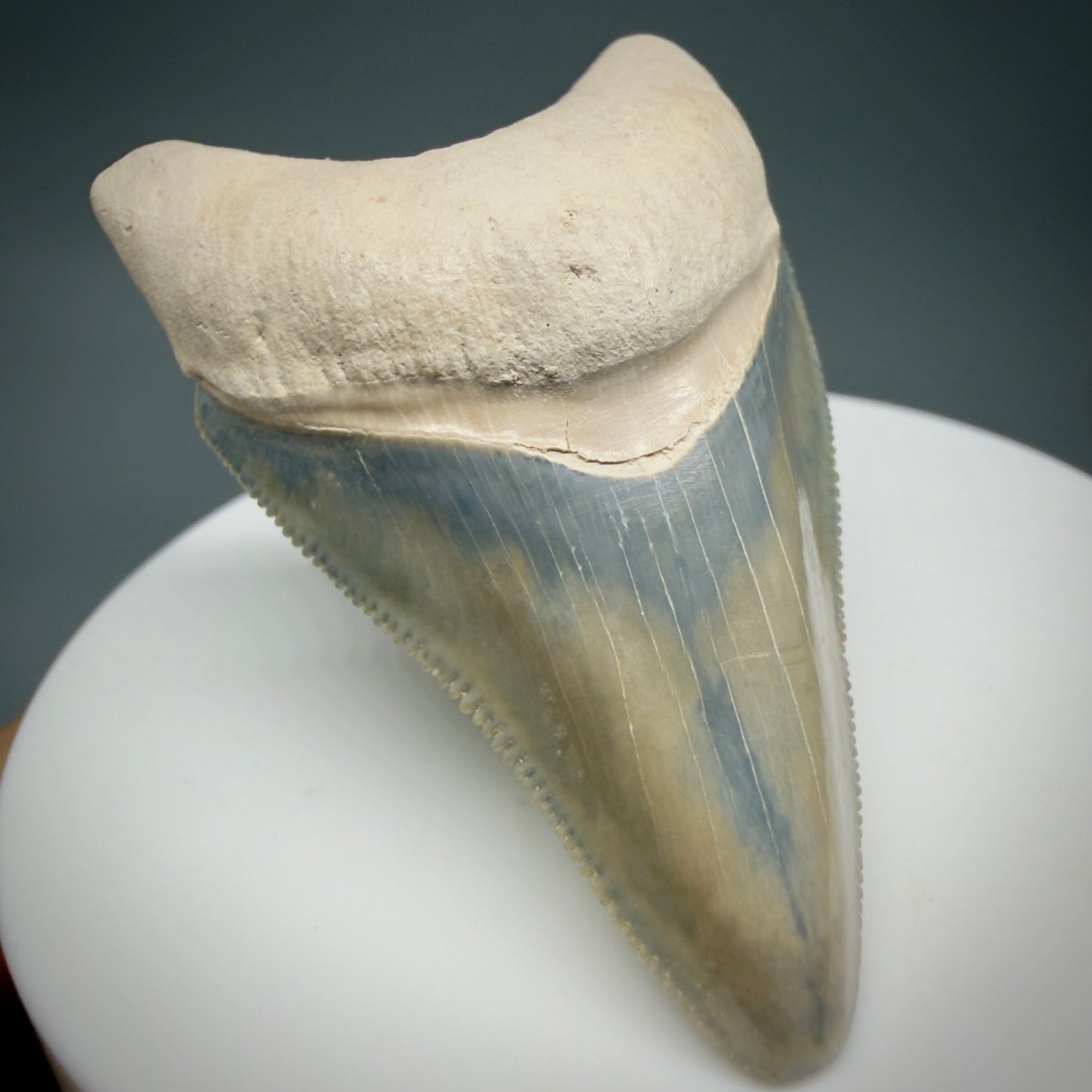 Front Left View Colorful, serrated 2.15" Fossil Megalodon Shark Tooth - Bone Valley, Florida CM6205 