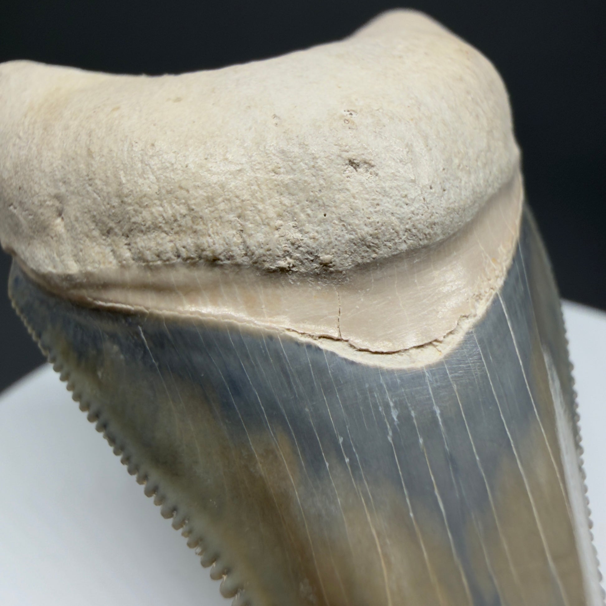Bourlette detail Colorful, serrated 2.15" Fossil Megalodon Shark Tooth - Bone Valley, Florida CM6205