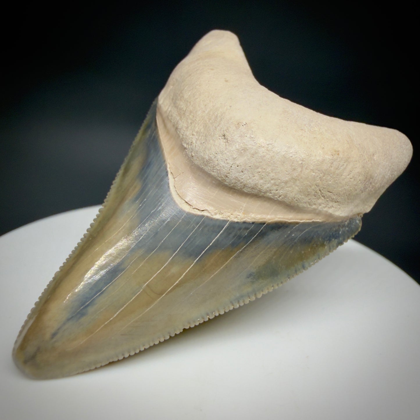 Front Right View Colorful, serrated 2.15" Fossil Megalodon Shark Tooth - Bone Valley, Florida CM6205