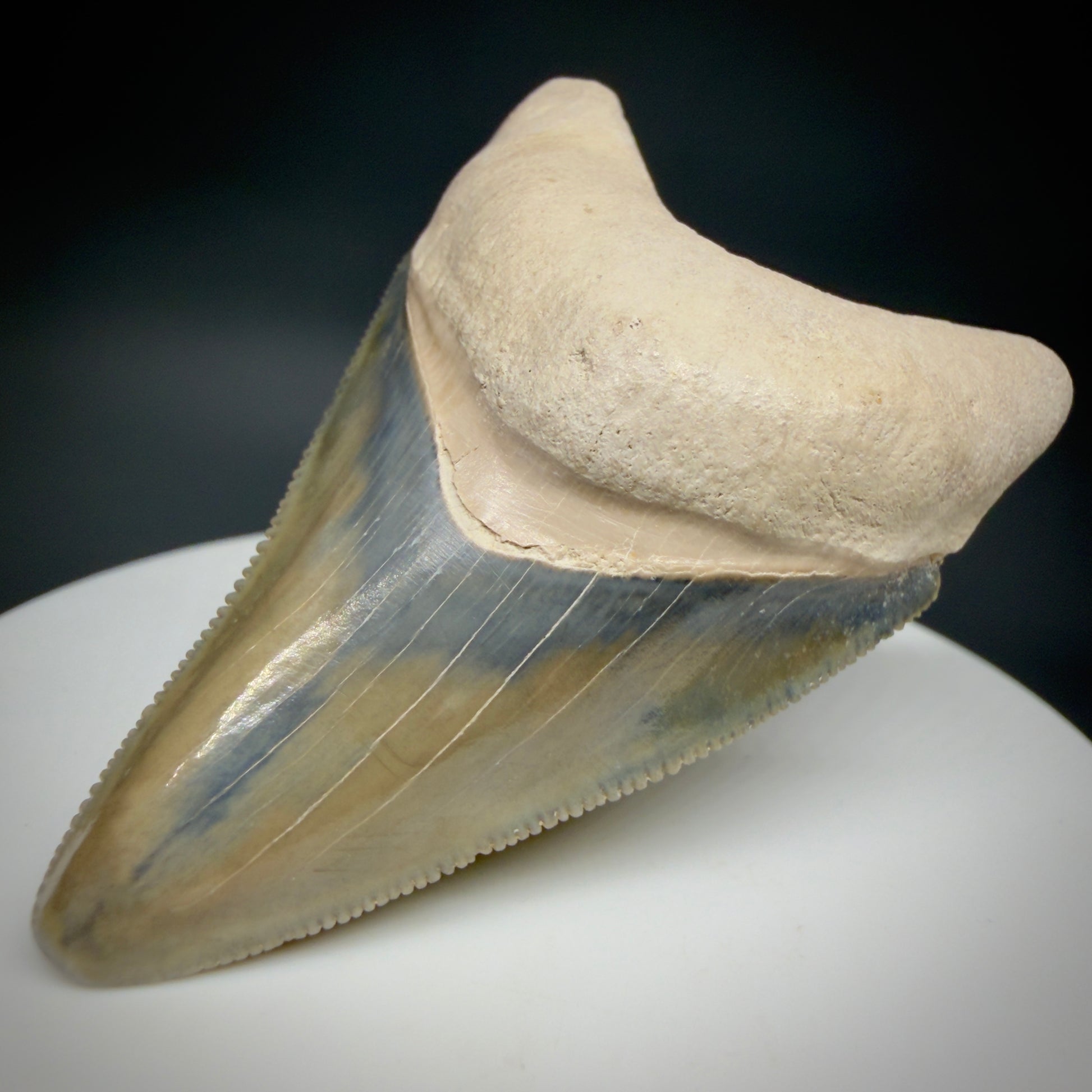 Front Right View Colorful, serrated 2.15" Fossil Megalodon Shark Tooth - Bone Valley, Florida CM6205