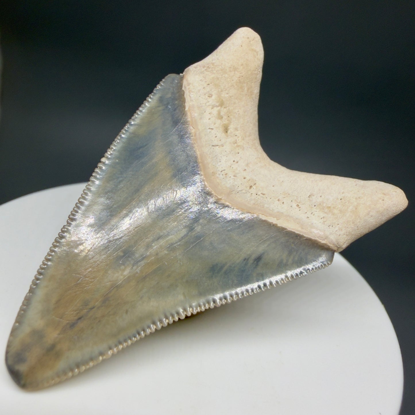 Back Right View Colorful, serrated 2.15" Fossil Megalodon Shark Tooth - Bone Valley, Florida CM6205