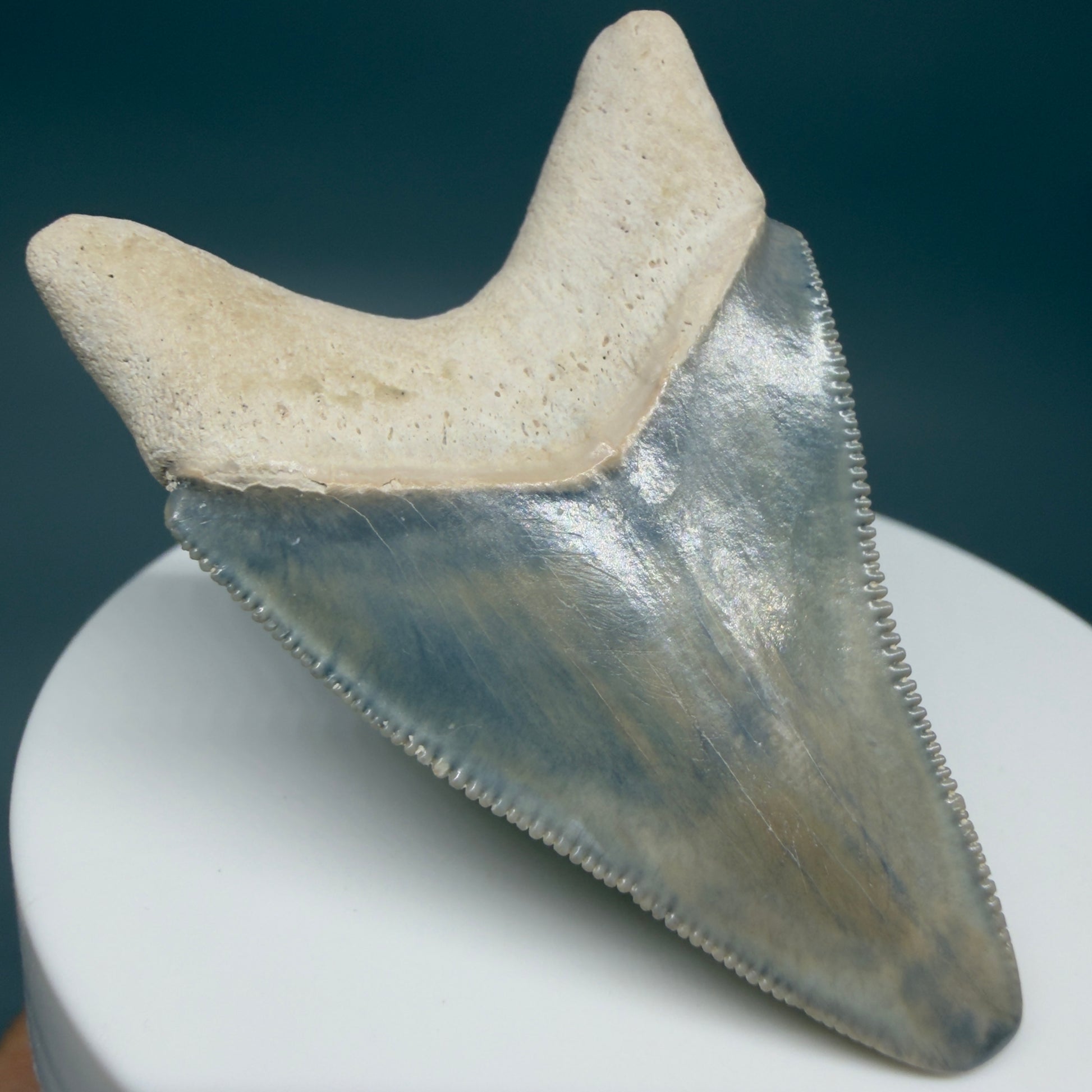 Back Left View Colorful, serrated 2.15" Fossil Megalodon Shark Tooth - Bone Valley, Florida CM6205