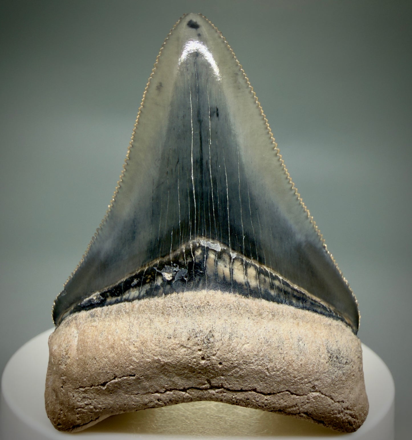 Front View Heart-shaped 2.33" Fossil Megalodon Shark Tooth - Bone Valley, Florida CM6206 - 2