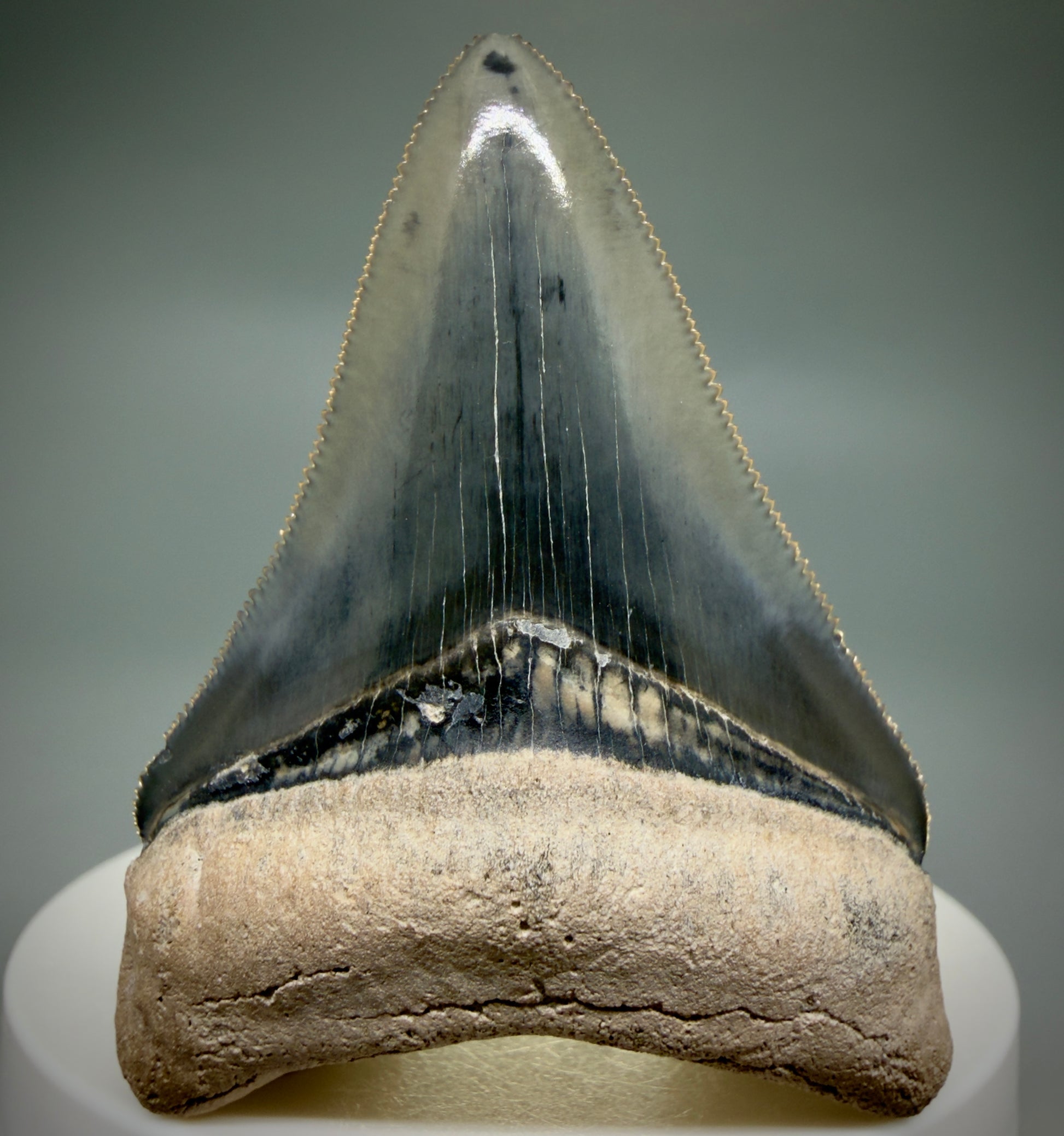 Front View Heart-shaped 2.33" Fossil Megalodon Shark Tooth - Bone Valley, Florida CM6206 - 2