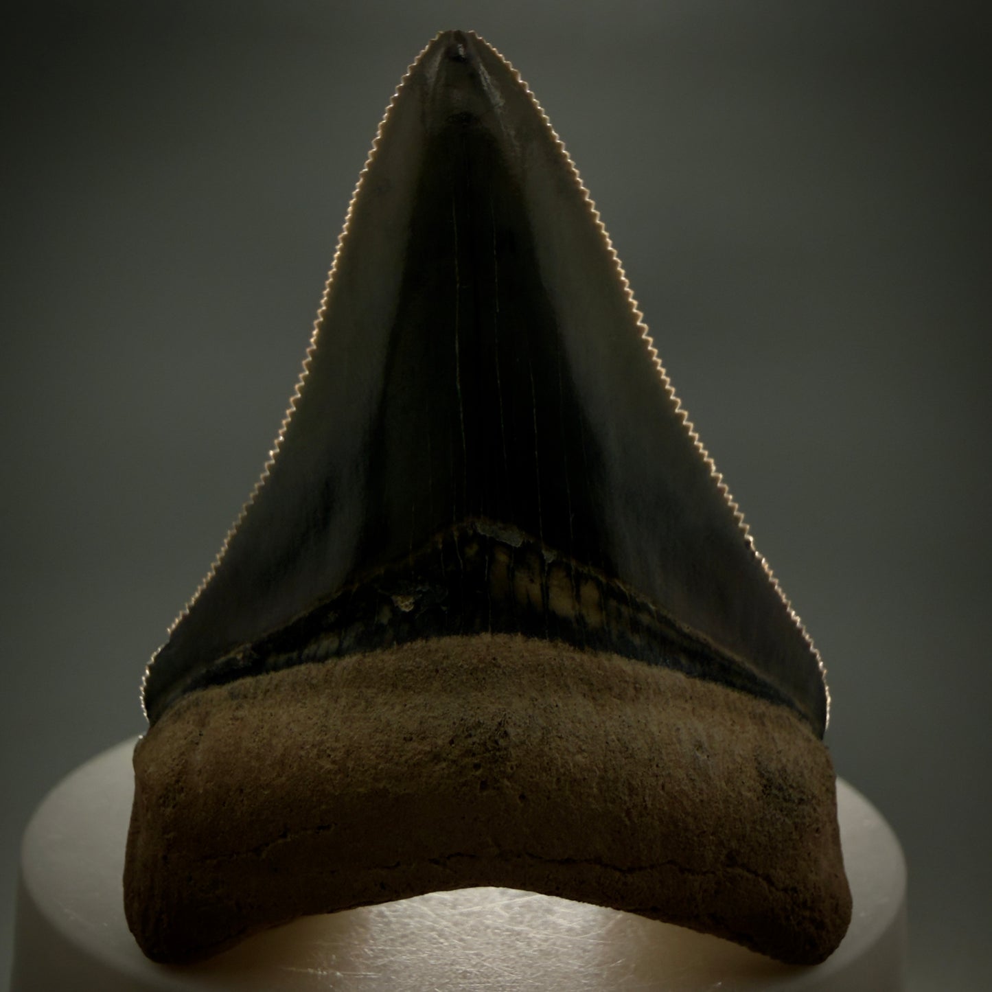 Front View Heart-shaped 2.33" Fossil Megalodon Shark Tooth - Bone Valley, Florida CM6206 - 3