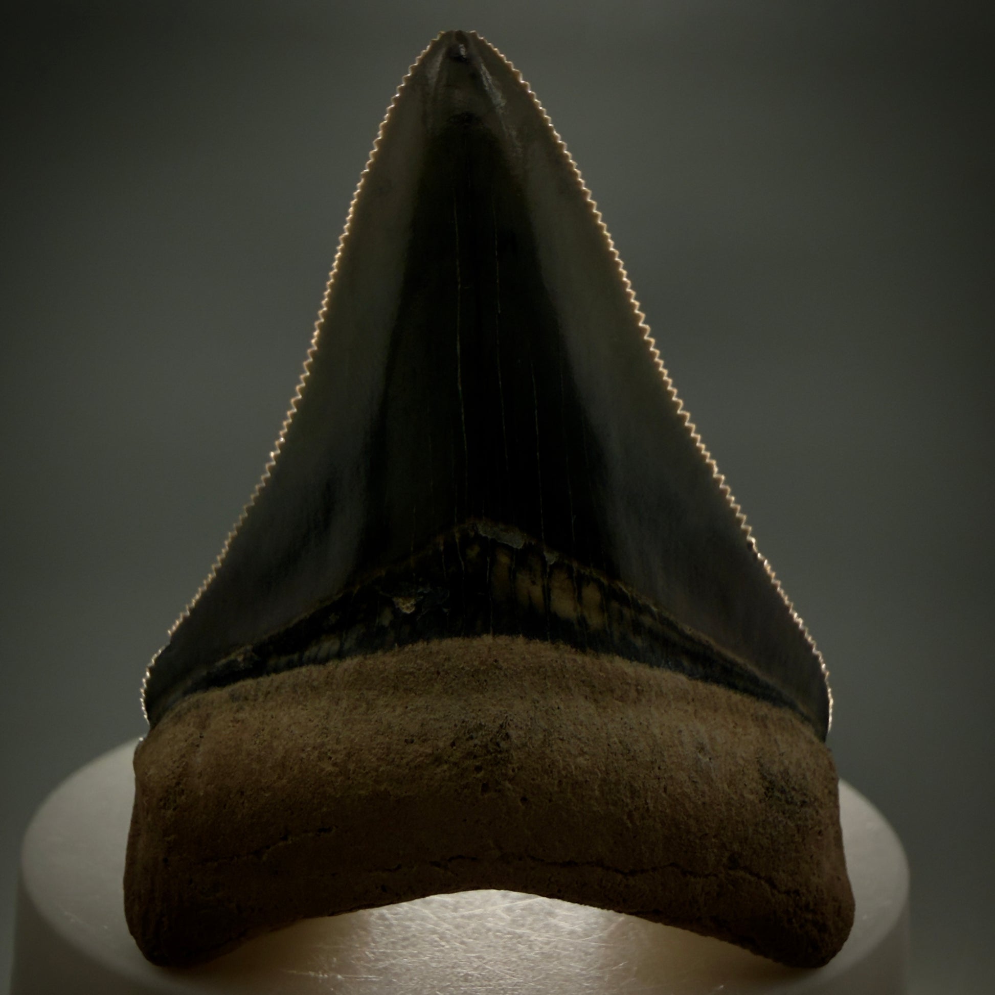 Front View Heart-shaped 2.33" Fossil Megalodon Shark Tooth - Bone Valley, Florida CM6206 - 3