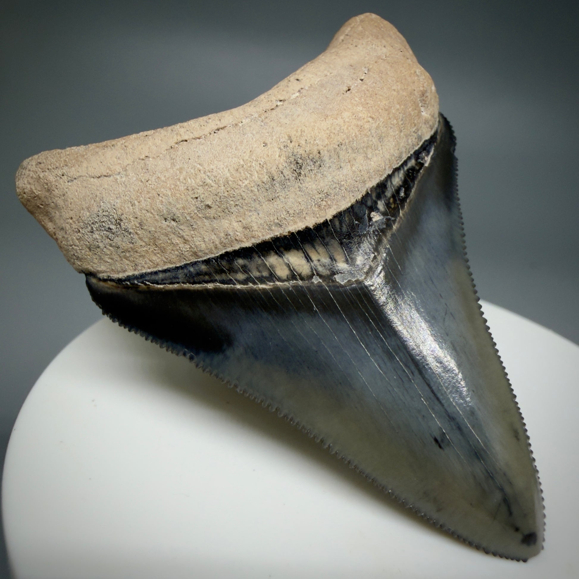 Front Left View Heart-shaped 2.33" Fossil Megalodon Shark Tooth - Bone Valley, Florida CM6206