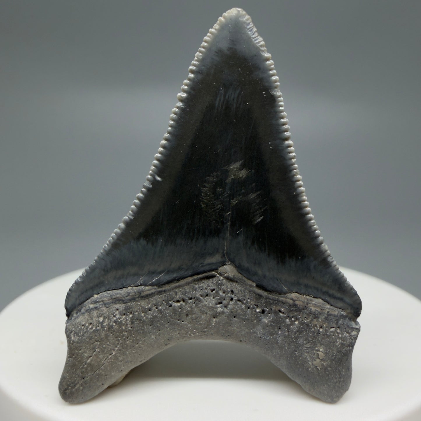 Back View Dark colors, serrated 1.70" Fossil Megalodon Shark Tooth - Bone Valley, Florida CM6202 