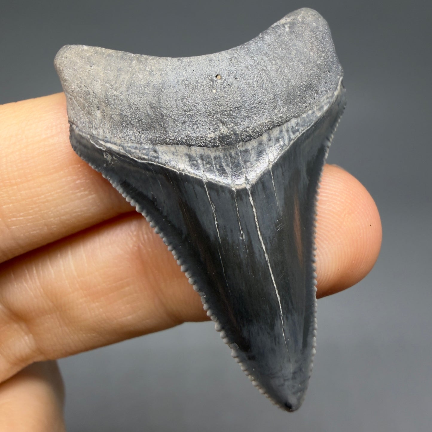 Front View Dark colors, serrated 1.70" Fossil Megalodon Shark Tooth - Bone Valley, Florida CM6202 - 6