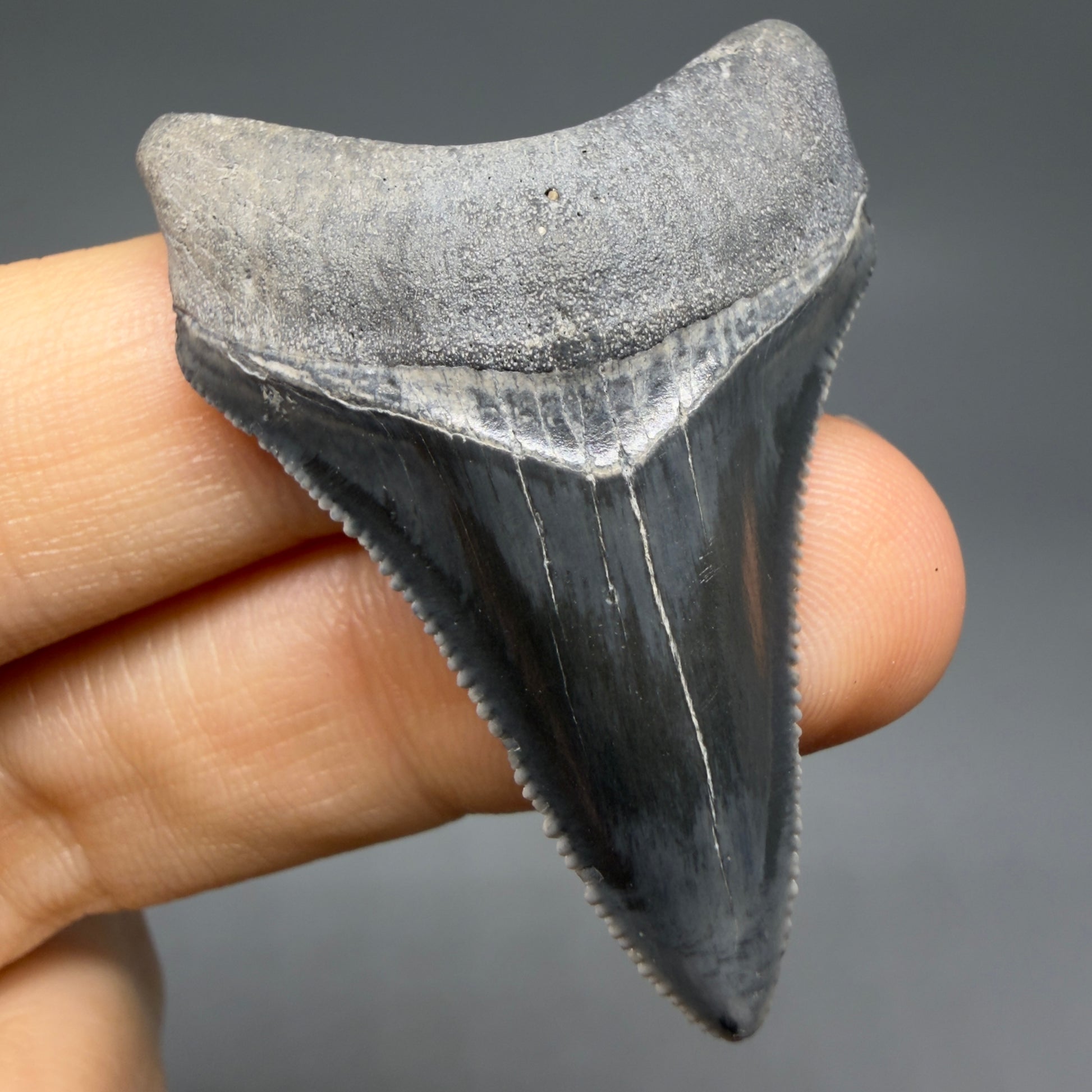 Front View Dark colors, serrated 1.70" Fossil Megalodon Shark Tooth - Bone Valley, Florida CM6202 - 6
