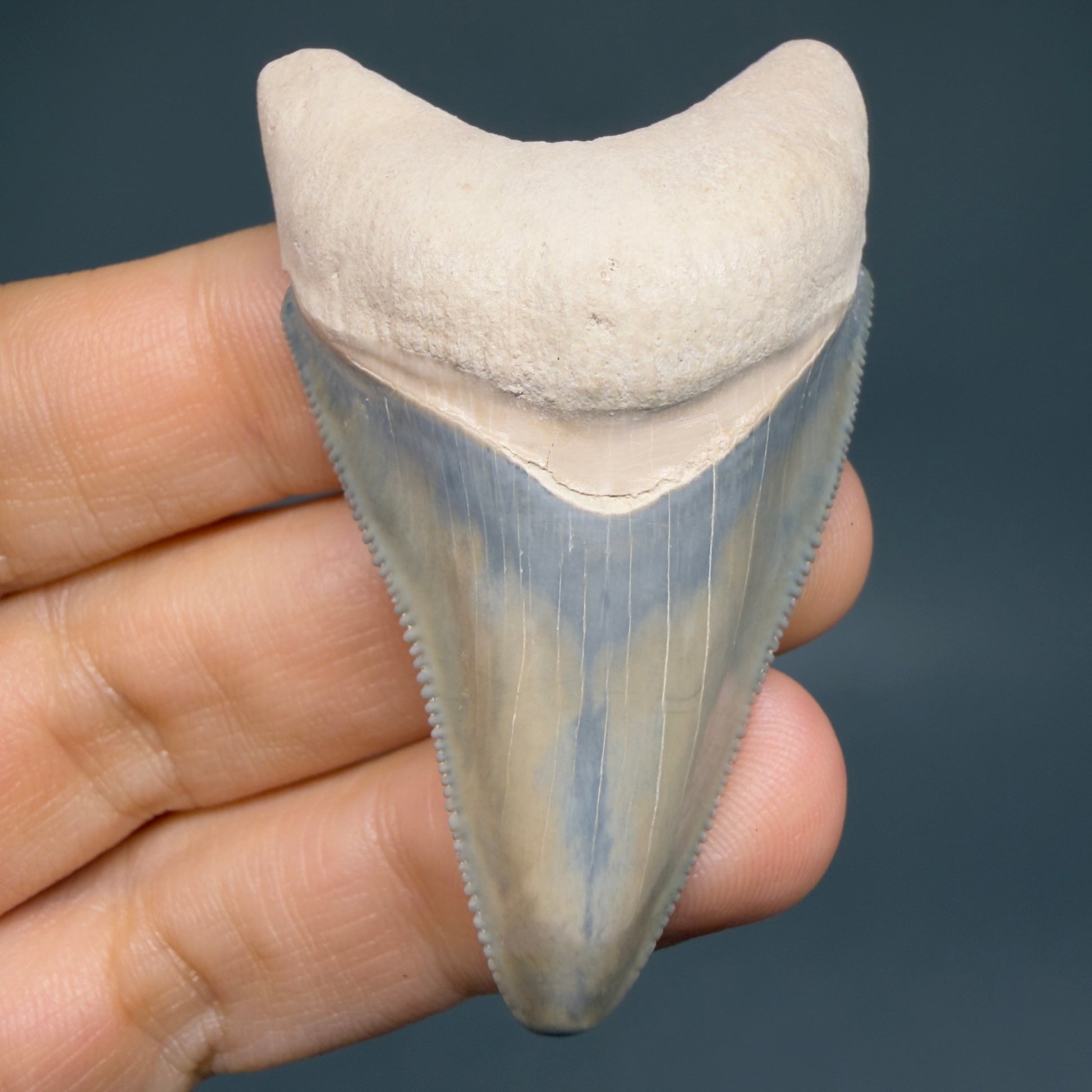 Front View Colorful, serrated 2.15" Fossil Megalodon Shark Tooth - Bone Valley, Florida CM6205 - 1